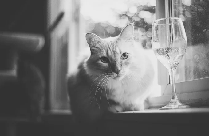  Photo taken with Canon 5d mk III camera and f1.8 50mm lens