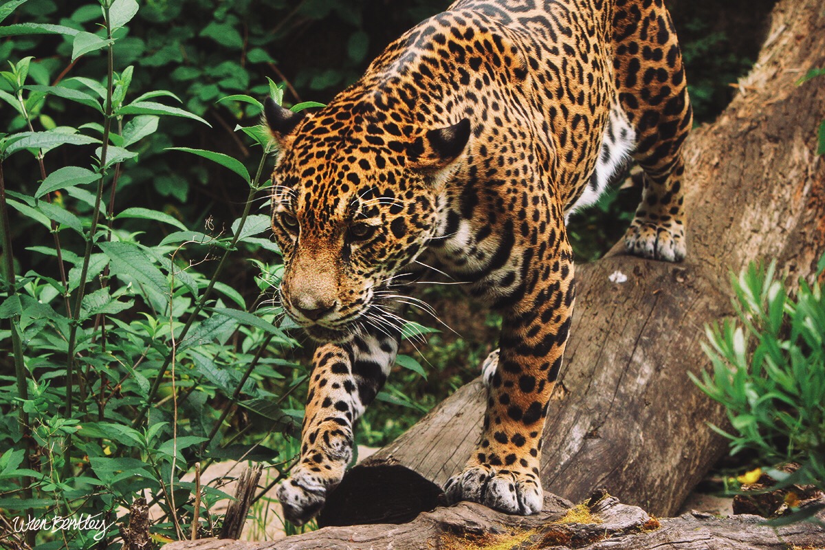 Jaguar - Woodland Park Zoo