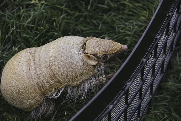 armadillo+-+a+bird+of+passage.jpg