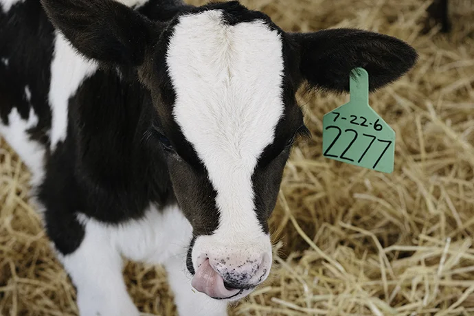 baby+cow+-+a+bird+of+passage.jpg