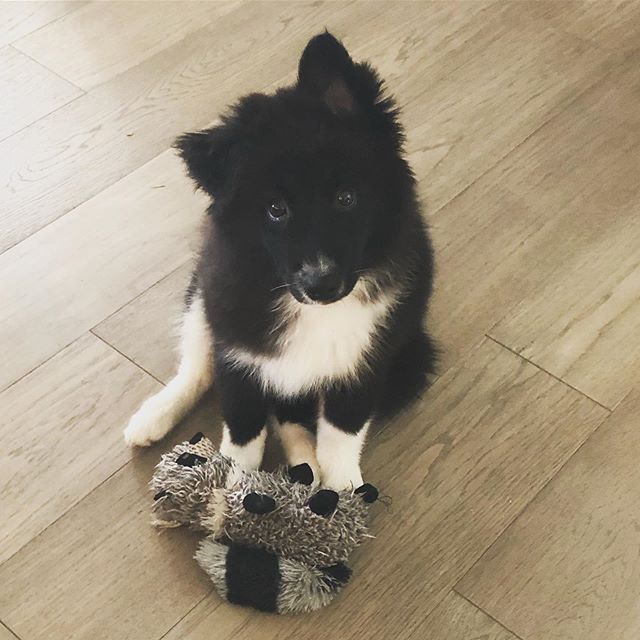 One puppy ear, one toddler ear. 🤣 This is 24/7 and soooo cute! #puppylife #americaneskimodog #miniaussie #americanaussie