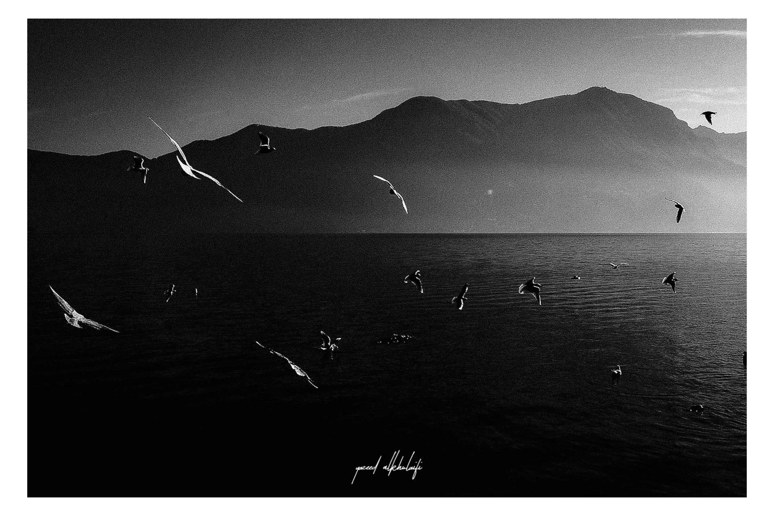 seagulls-at-dusk.jpg