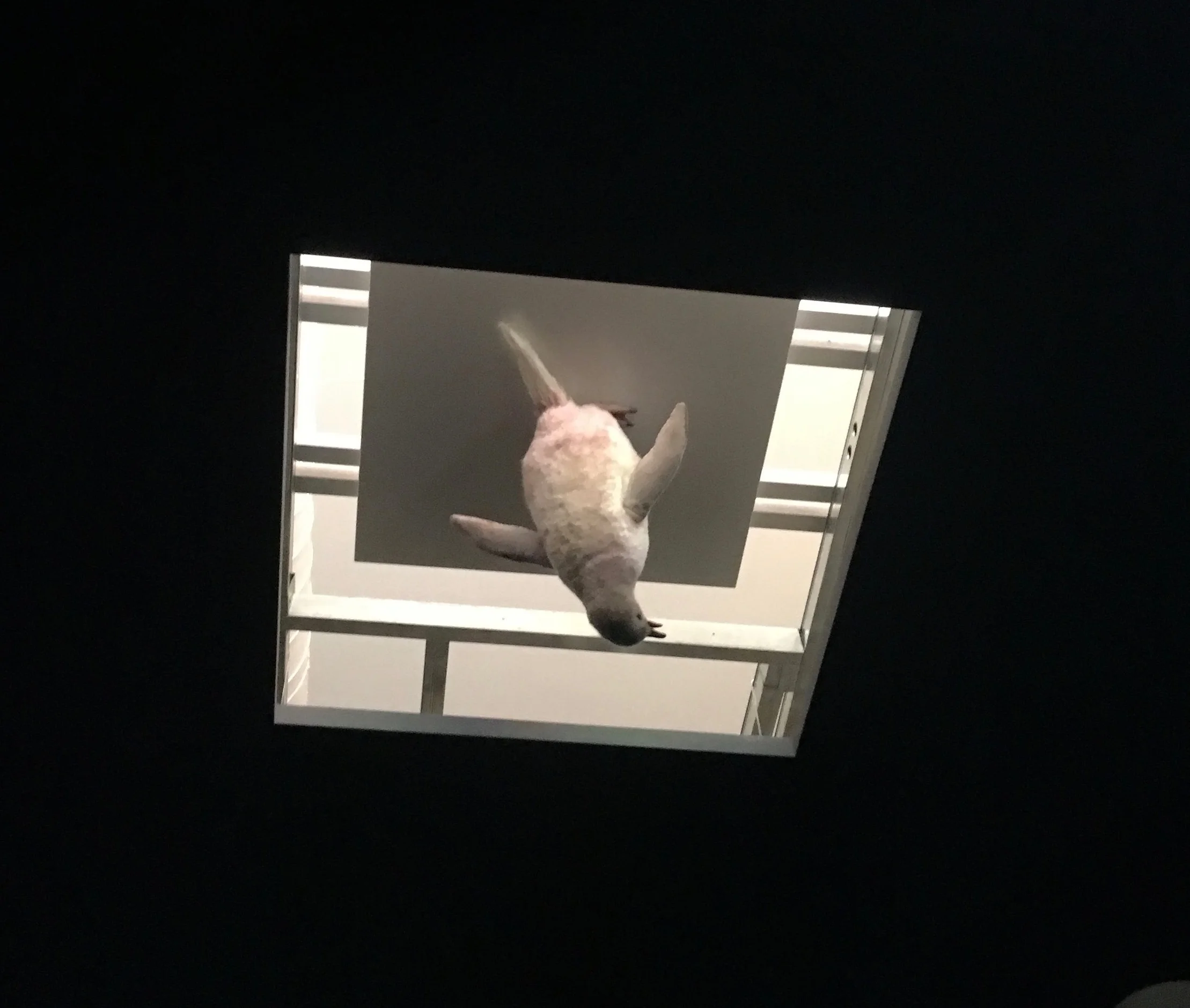Pierre Huyghes, Creature (2005-2011) en la tienda Louis Vuitton.