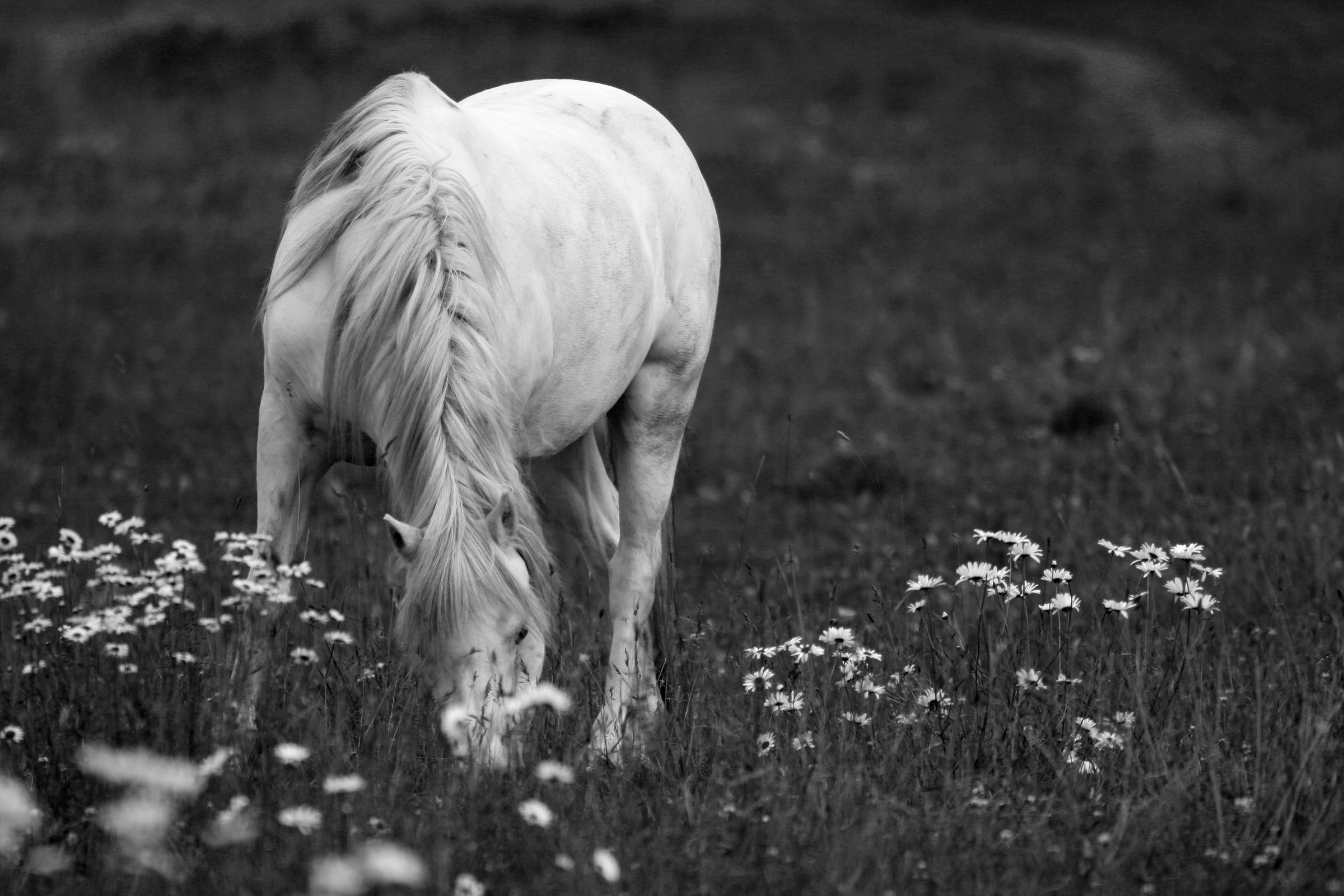 Grazing White Horse