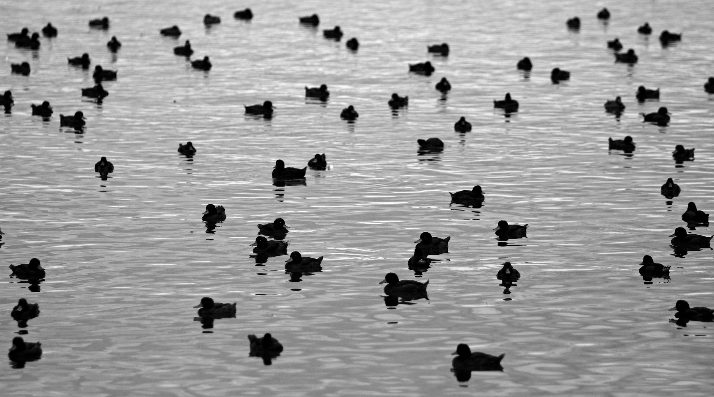 Duck Silhouettes