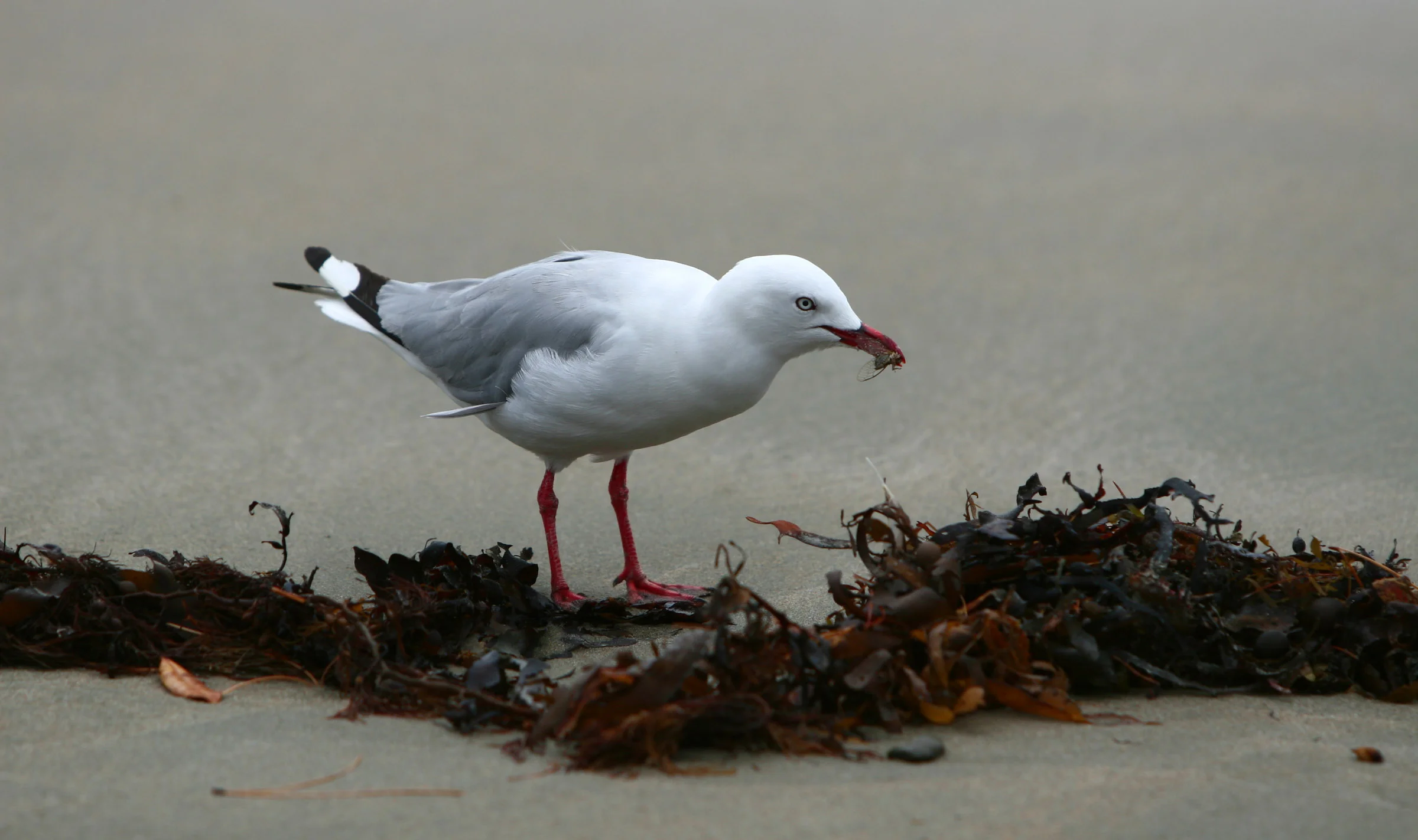 Seagull