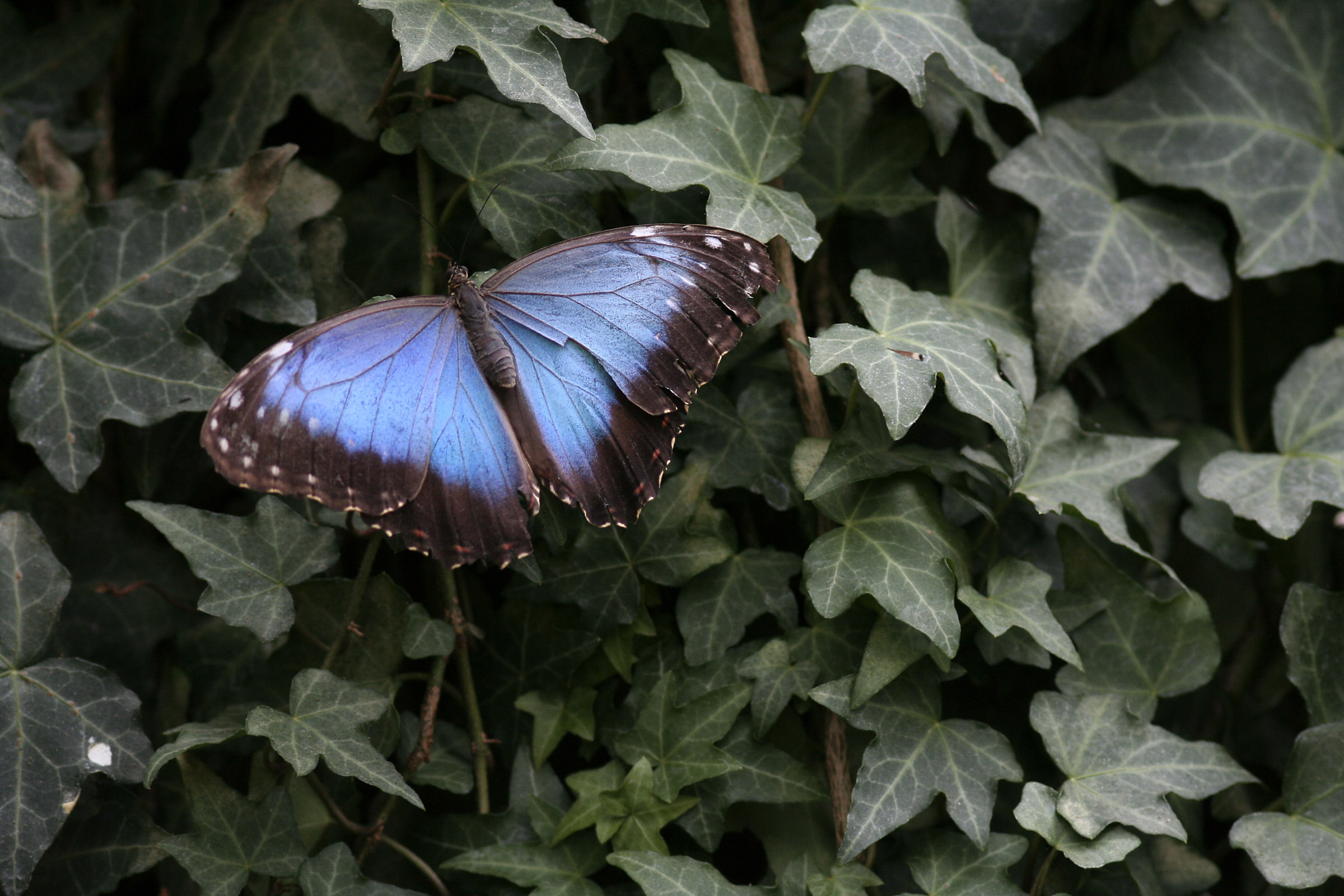 Blue Morpho