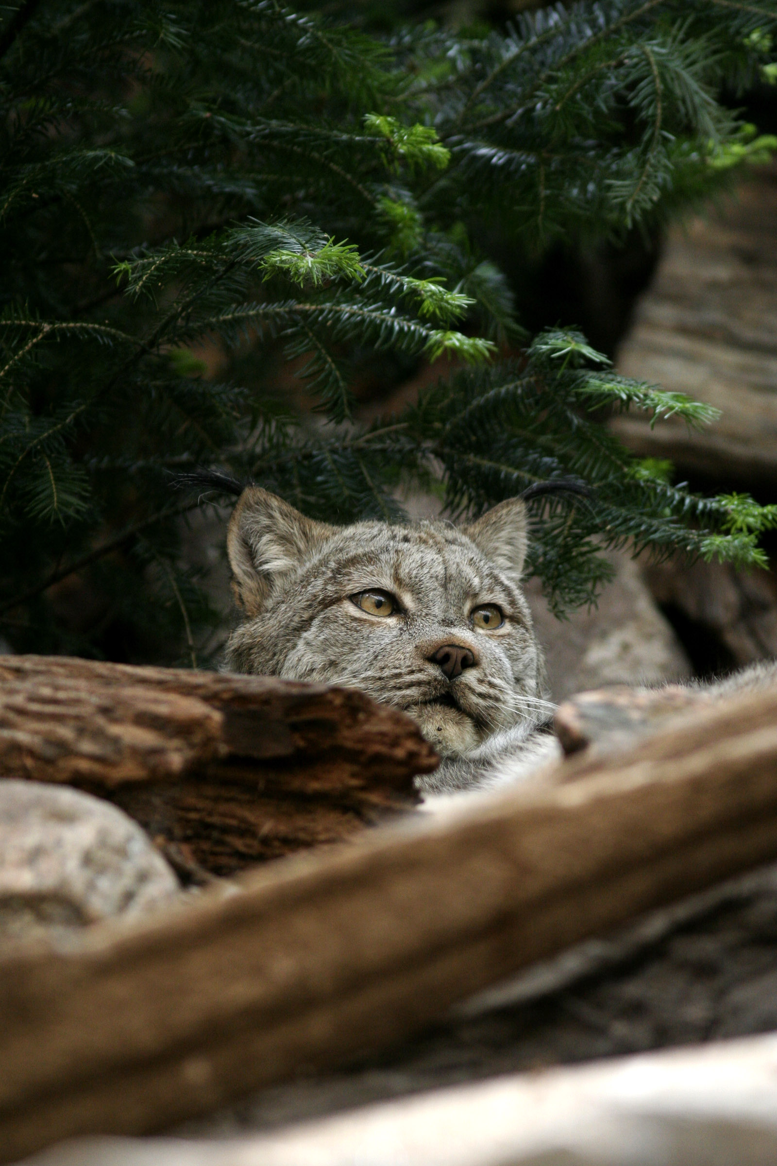 Lynx