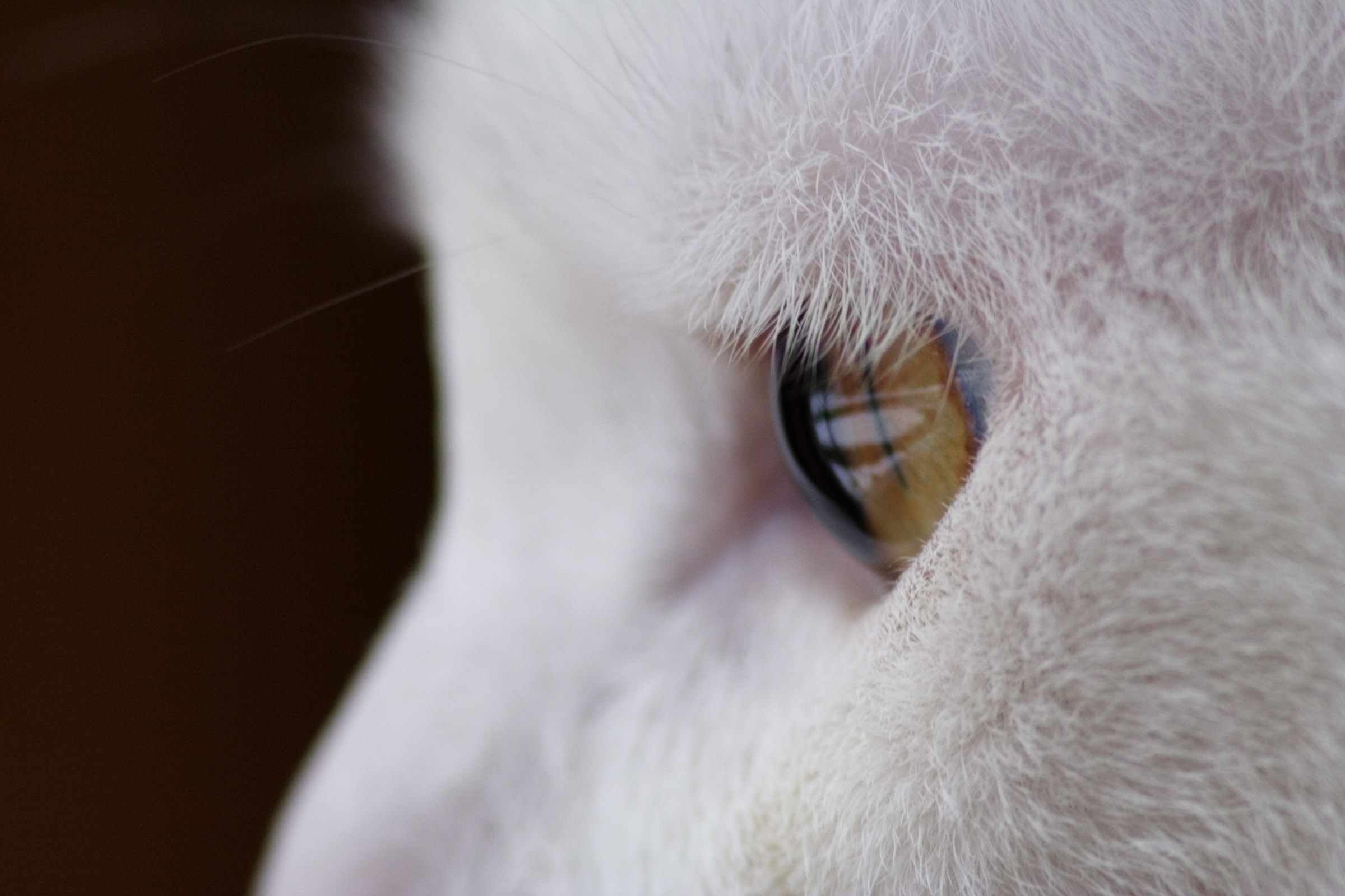 Cat's Eye
