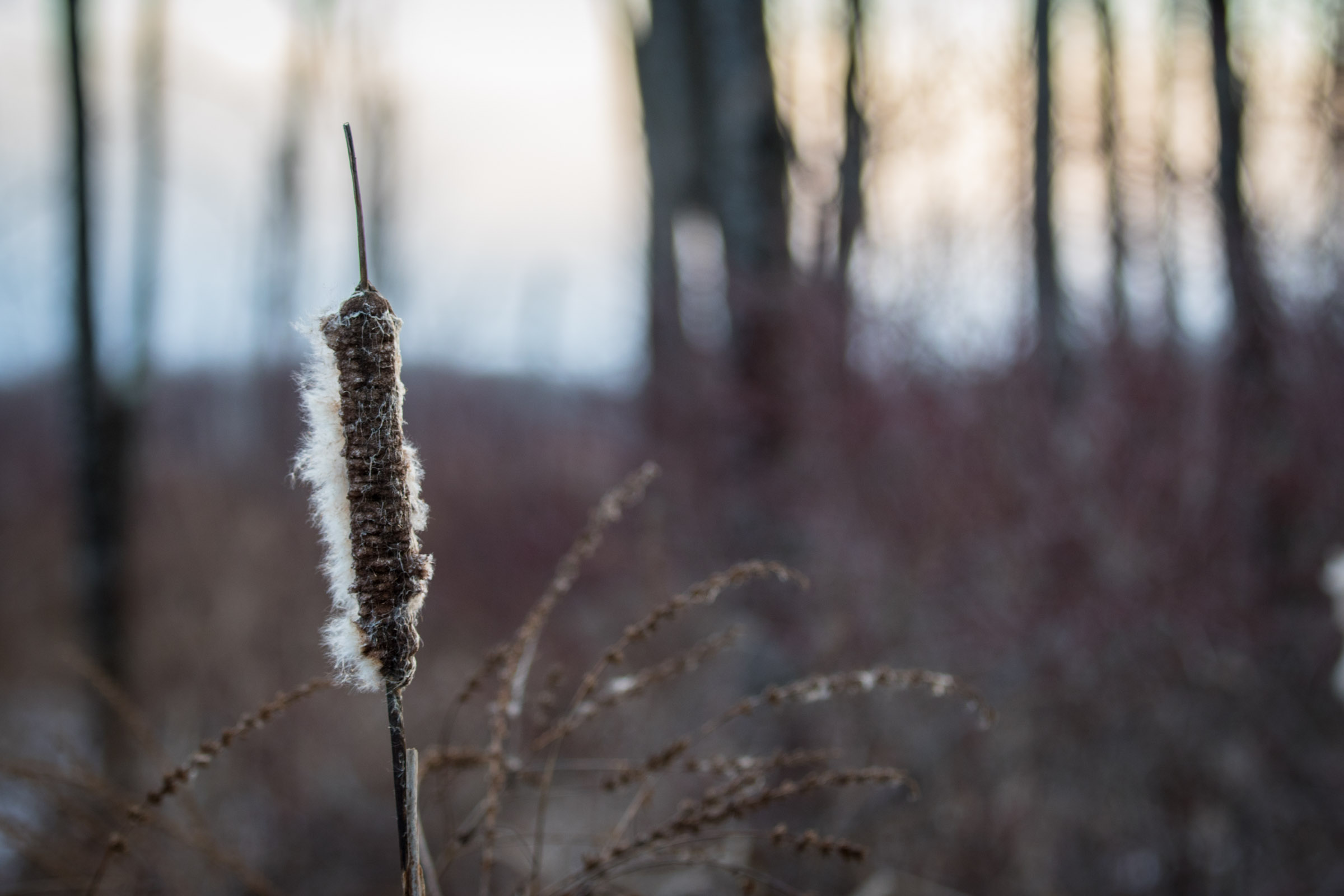 Typha