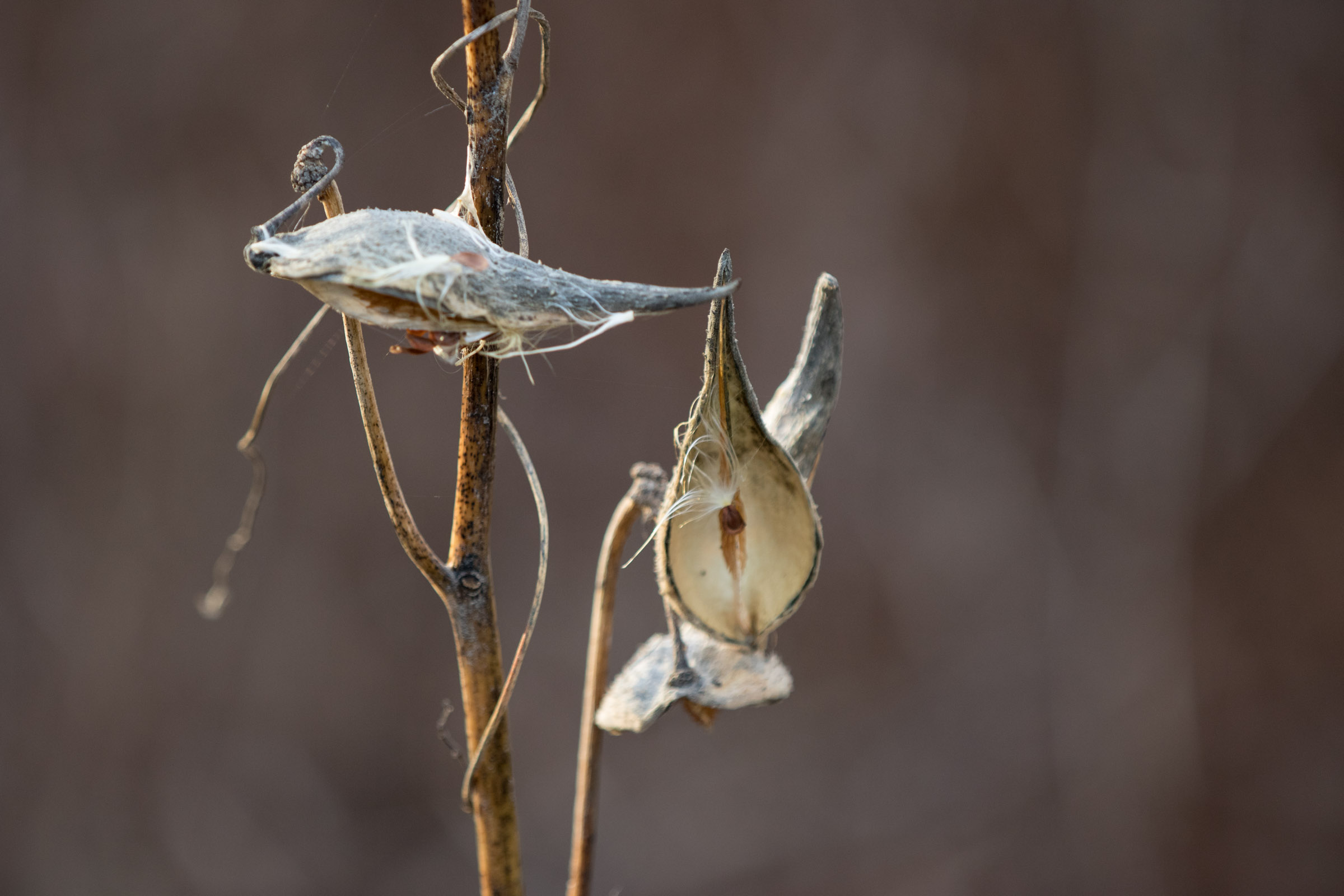 Milkweed
