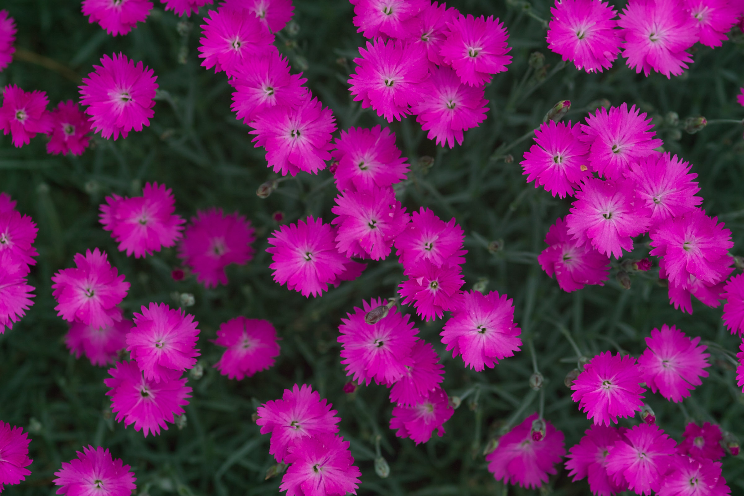 Dianthus Kahori