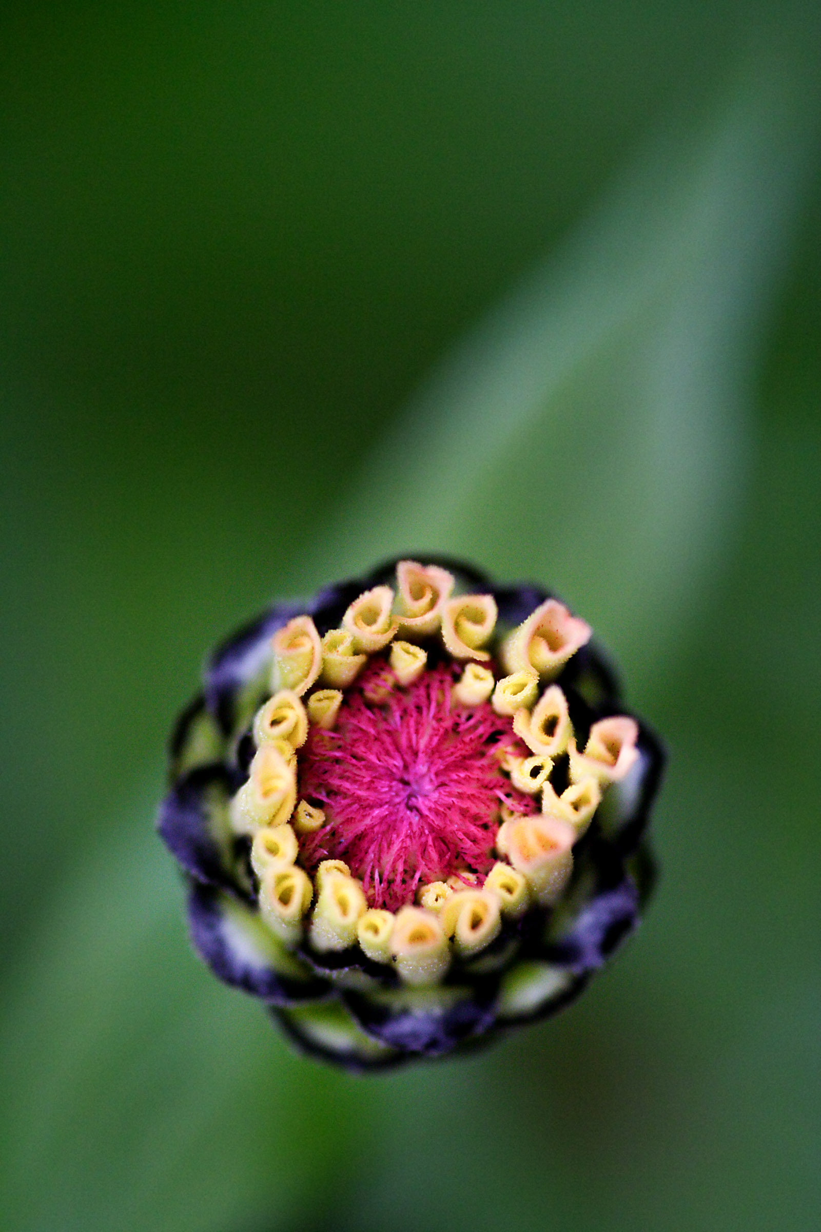 Plant Bud