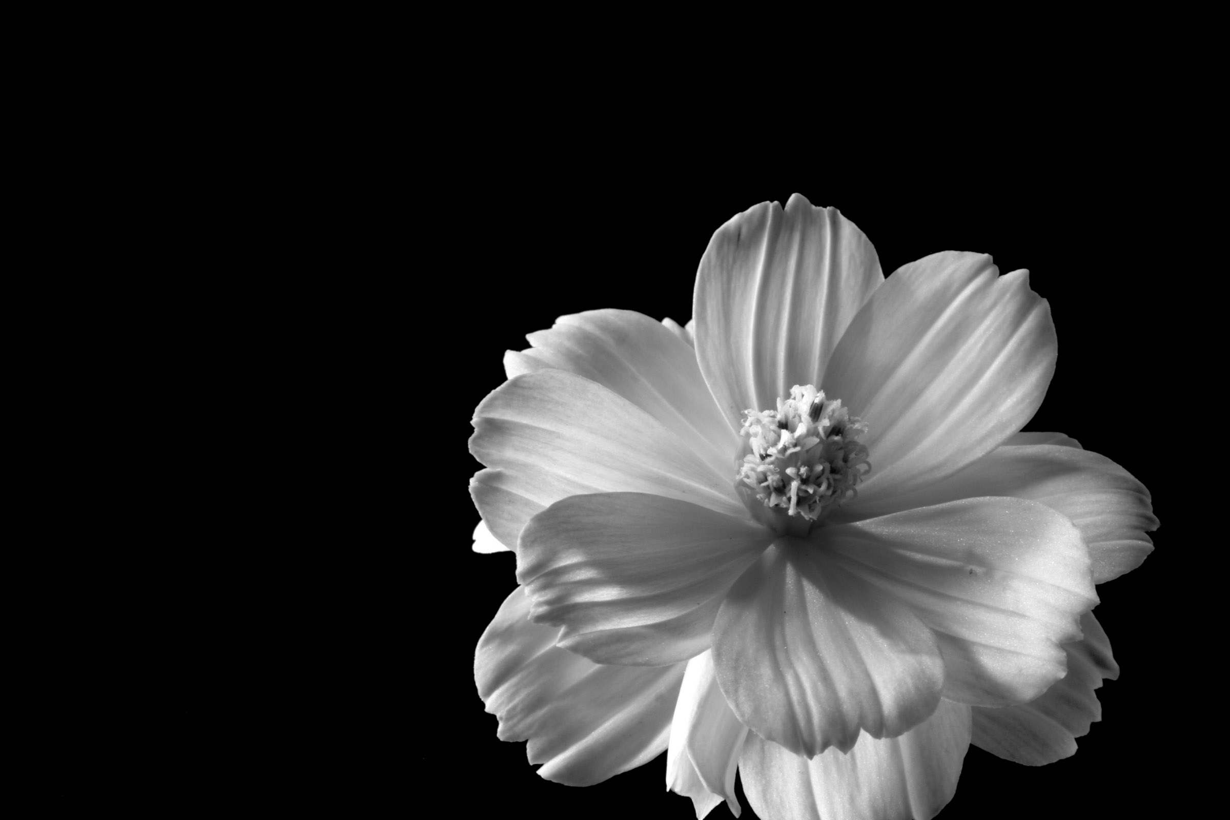 Cosmos Sulphureus