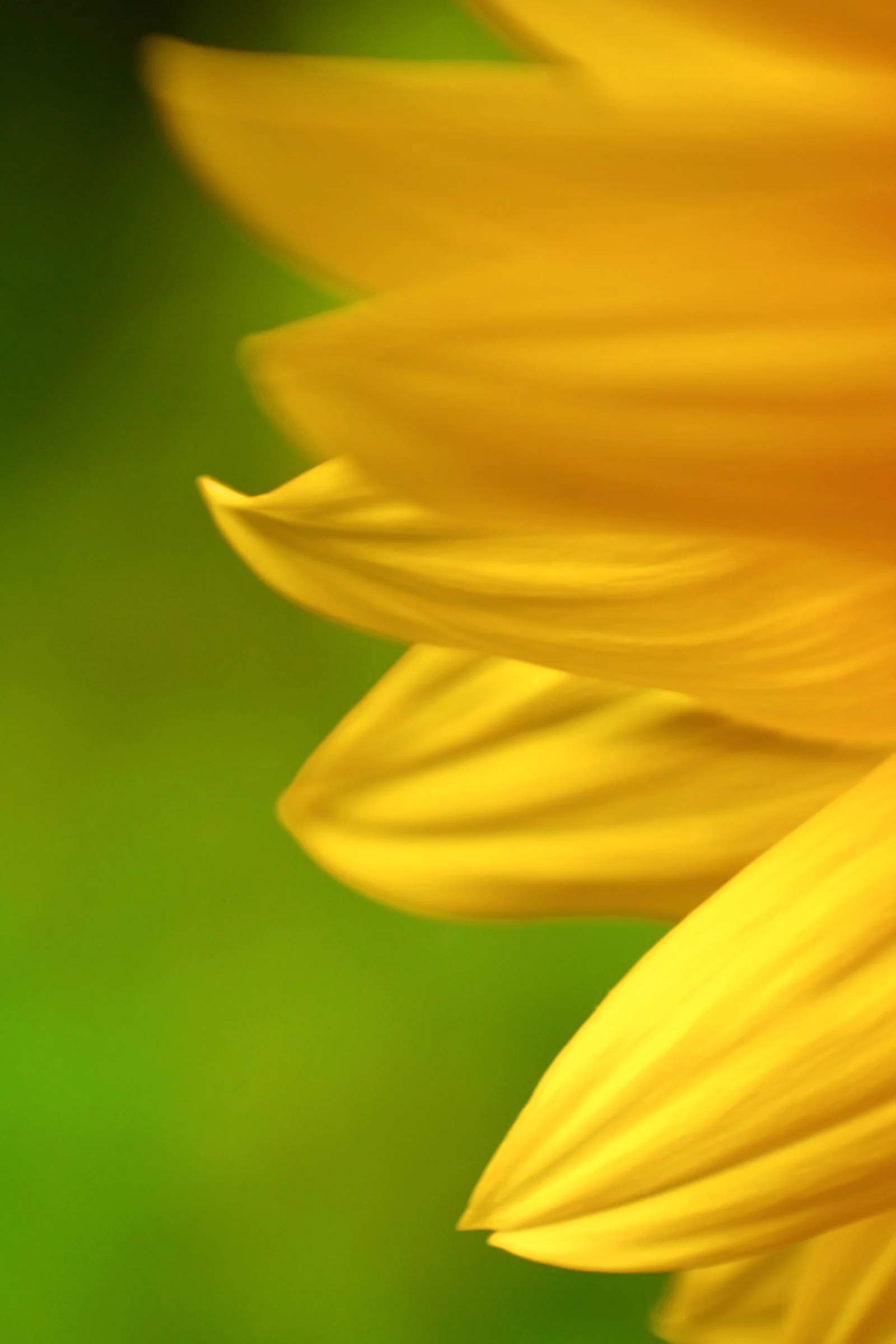 Sunflower Petals