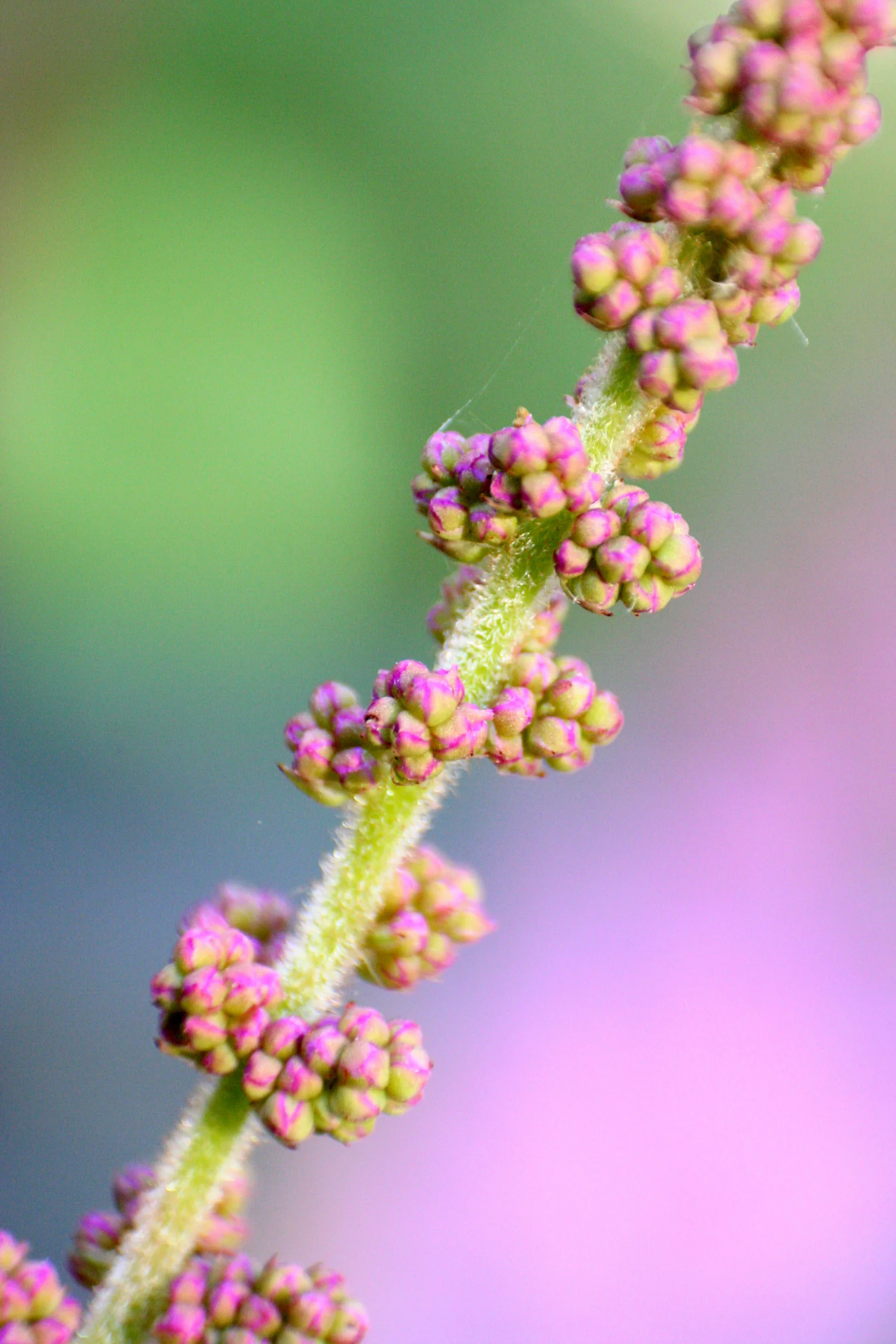 Plant Stem