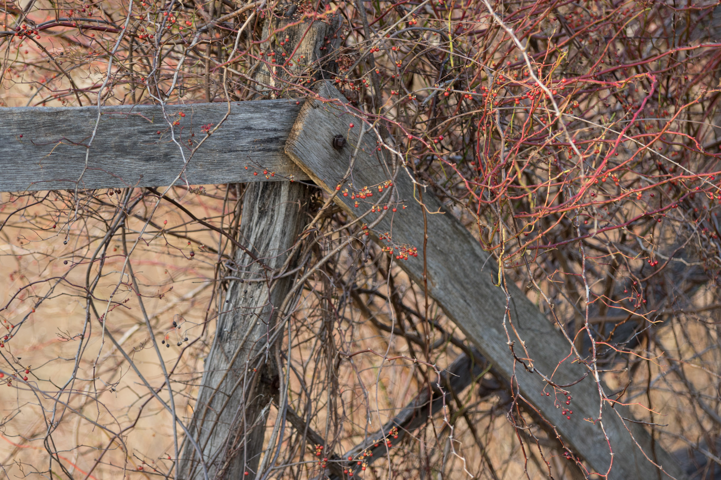 Overgrown Fence