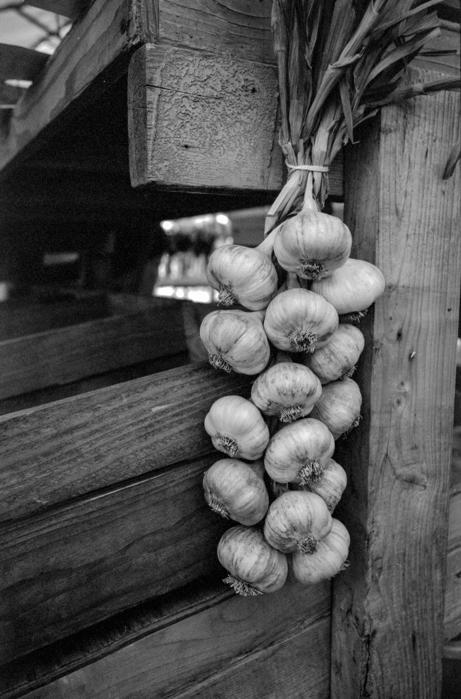 Garlic