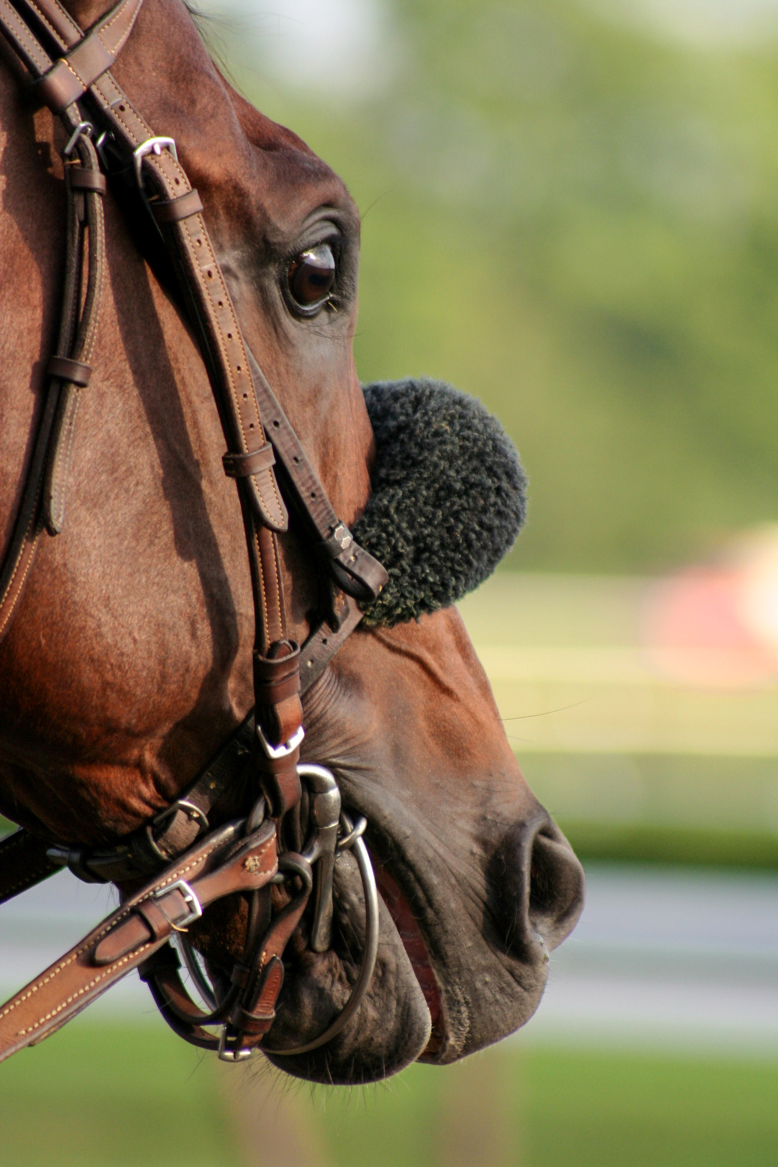 Horse Profile