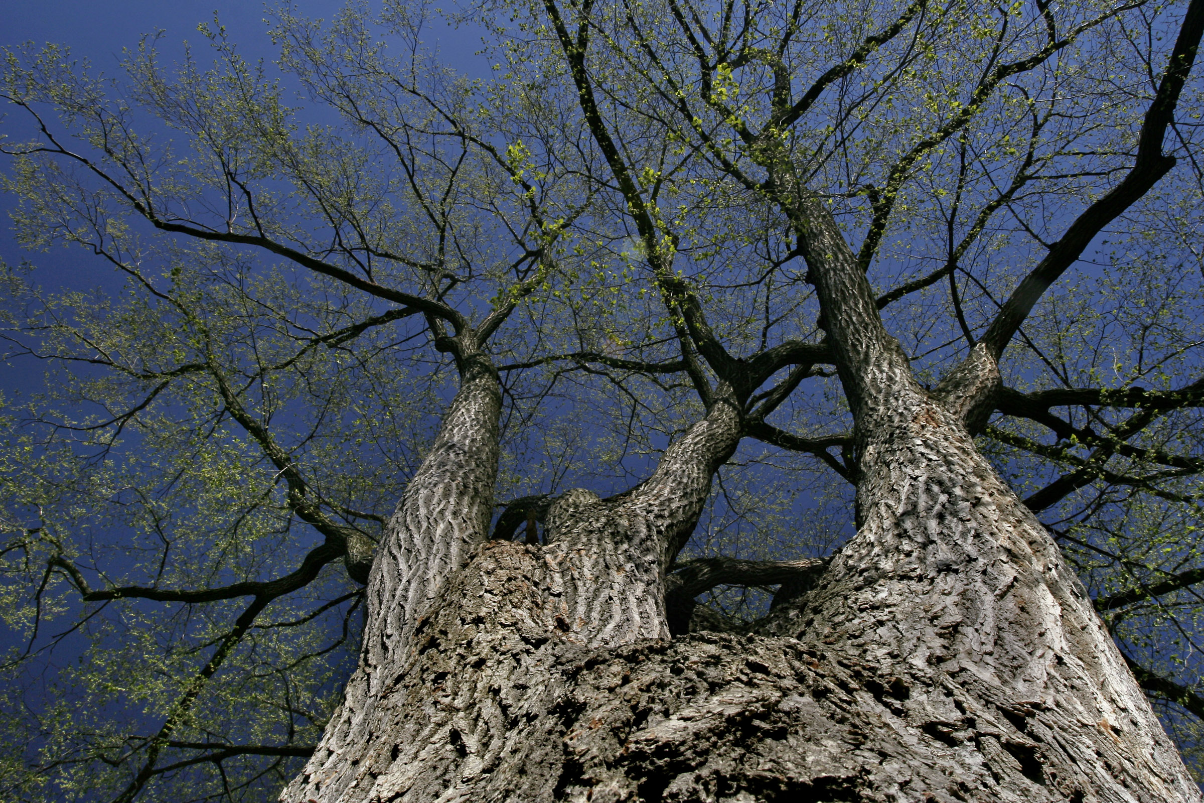 Spring Tree Buds