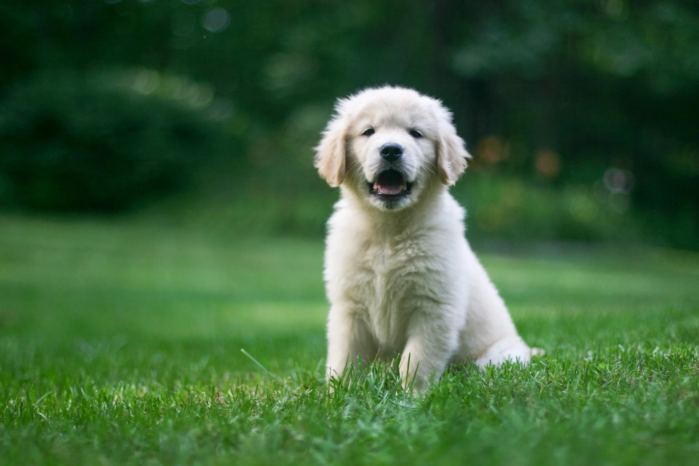 Golden Retriever Puppy