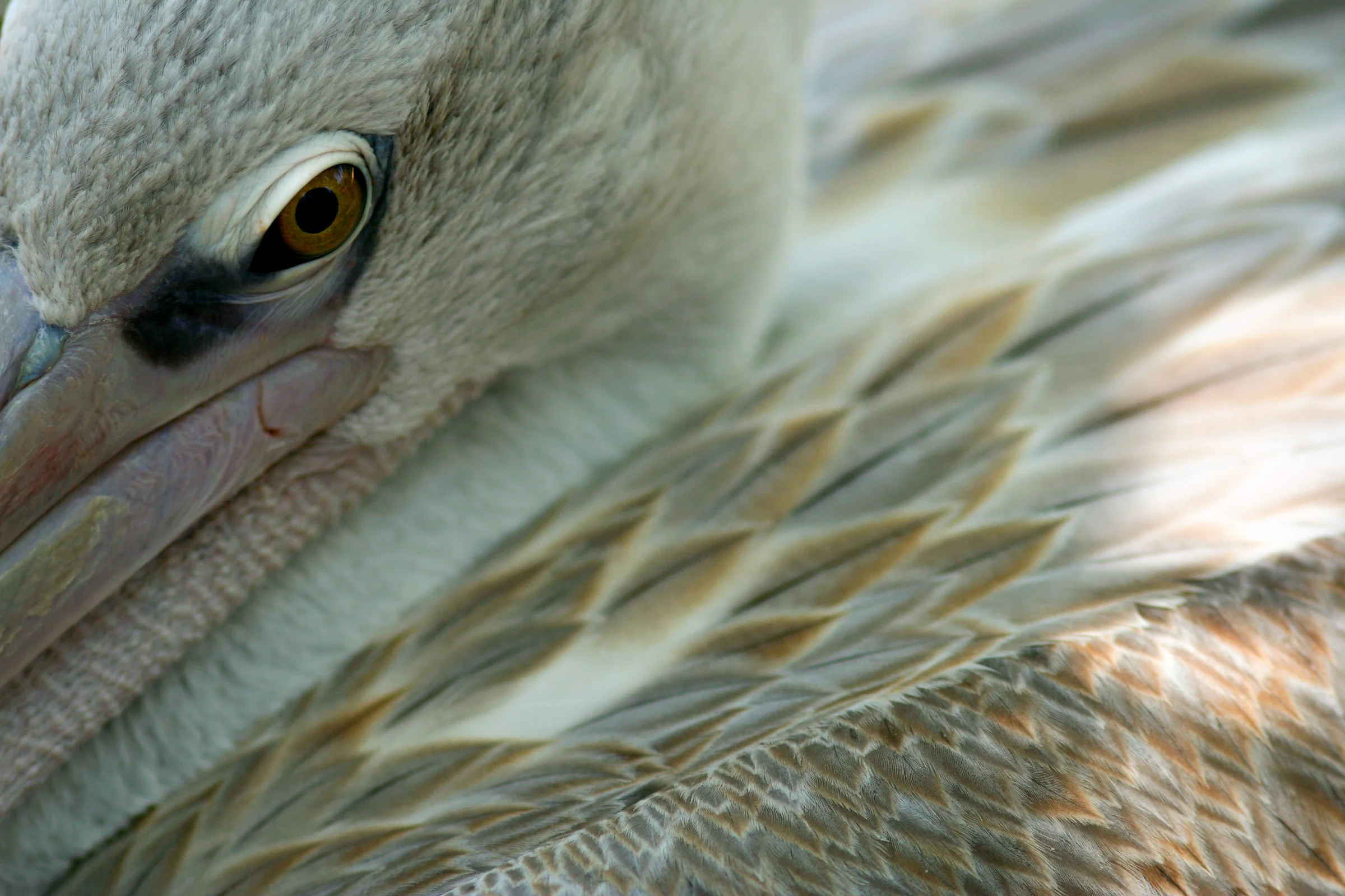 Pelican Profile