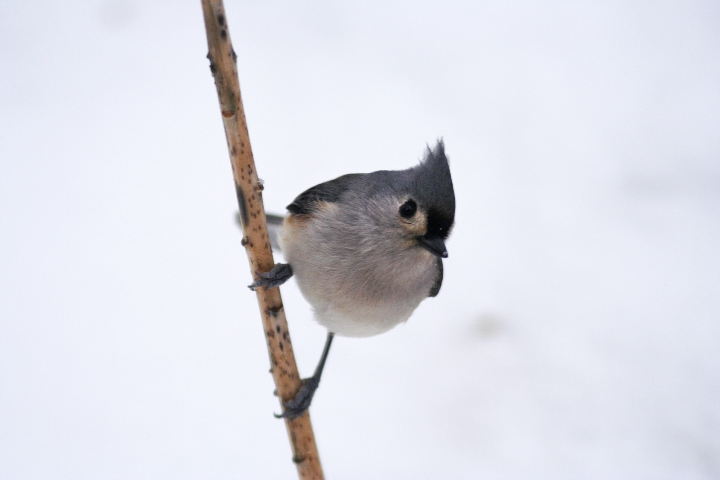 Titmouse