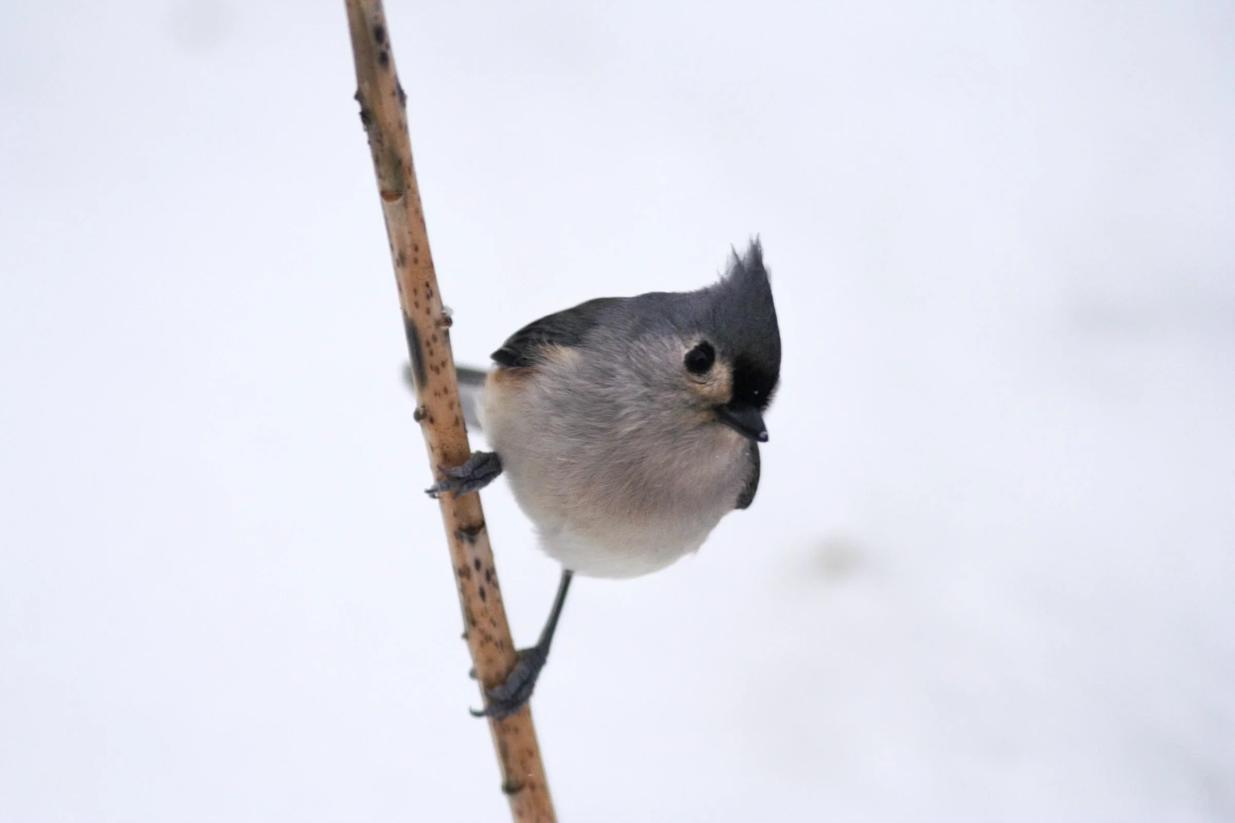 Titmouse