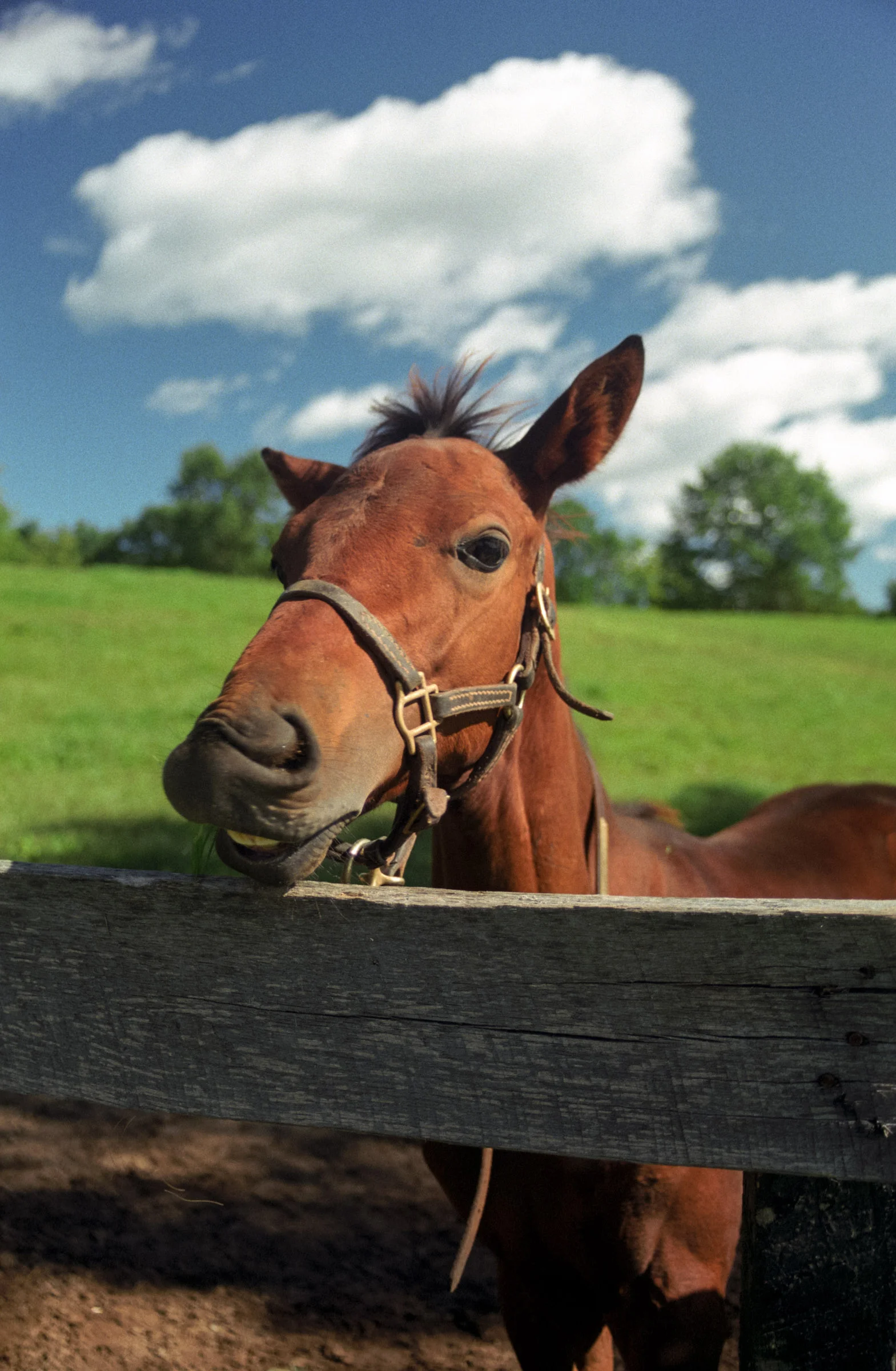 Young Horse