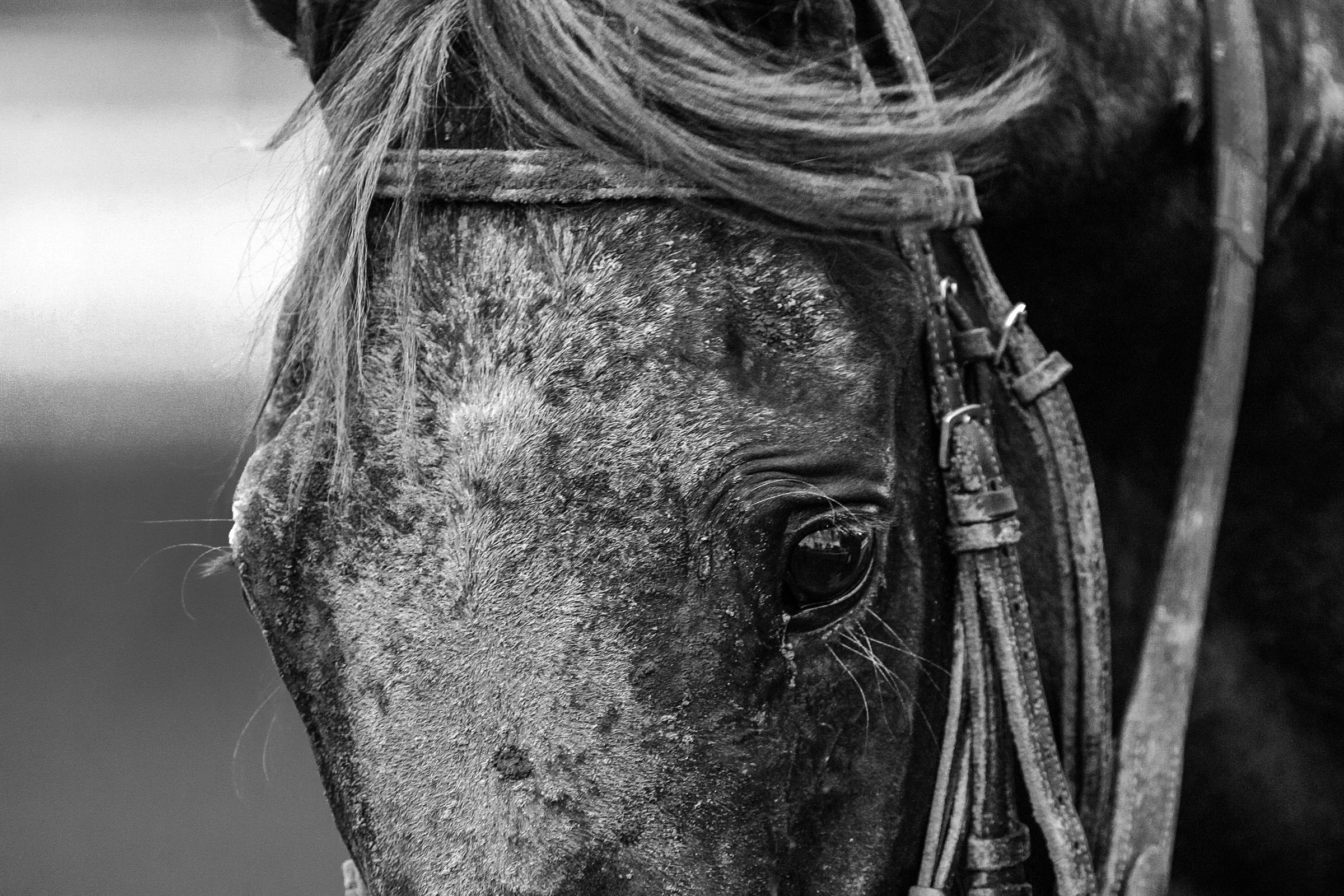 Back to the Stables 5