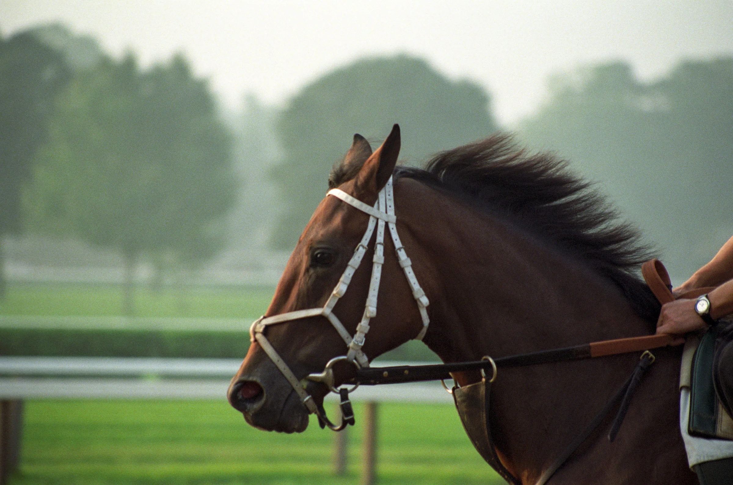 Traver's Horse