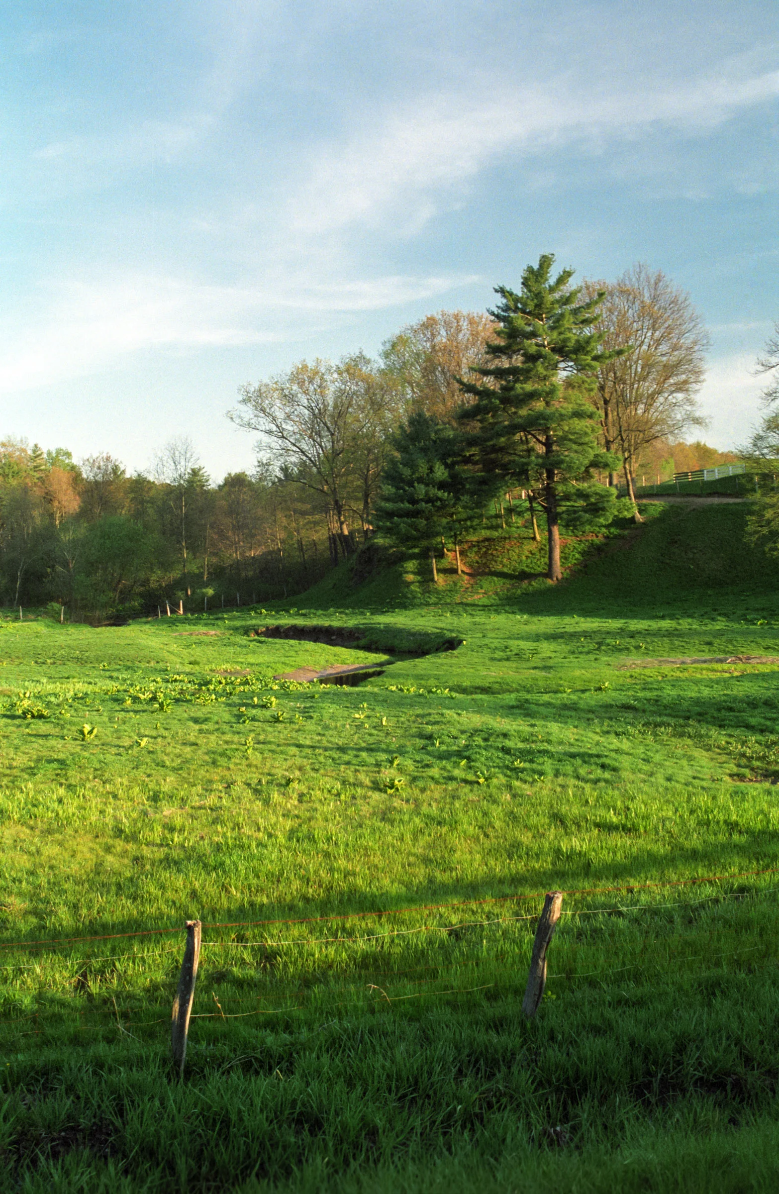 Country Meadow