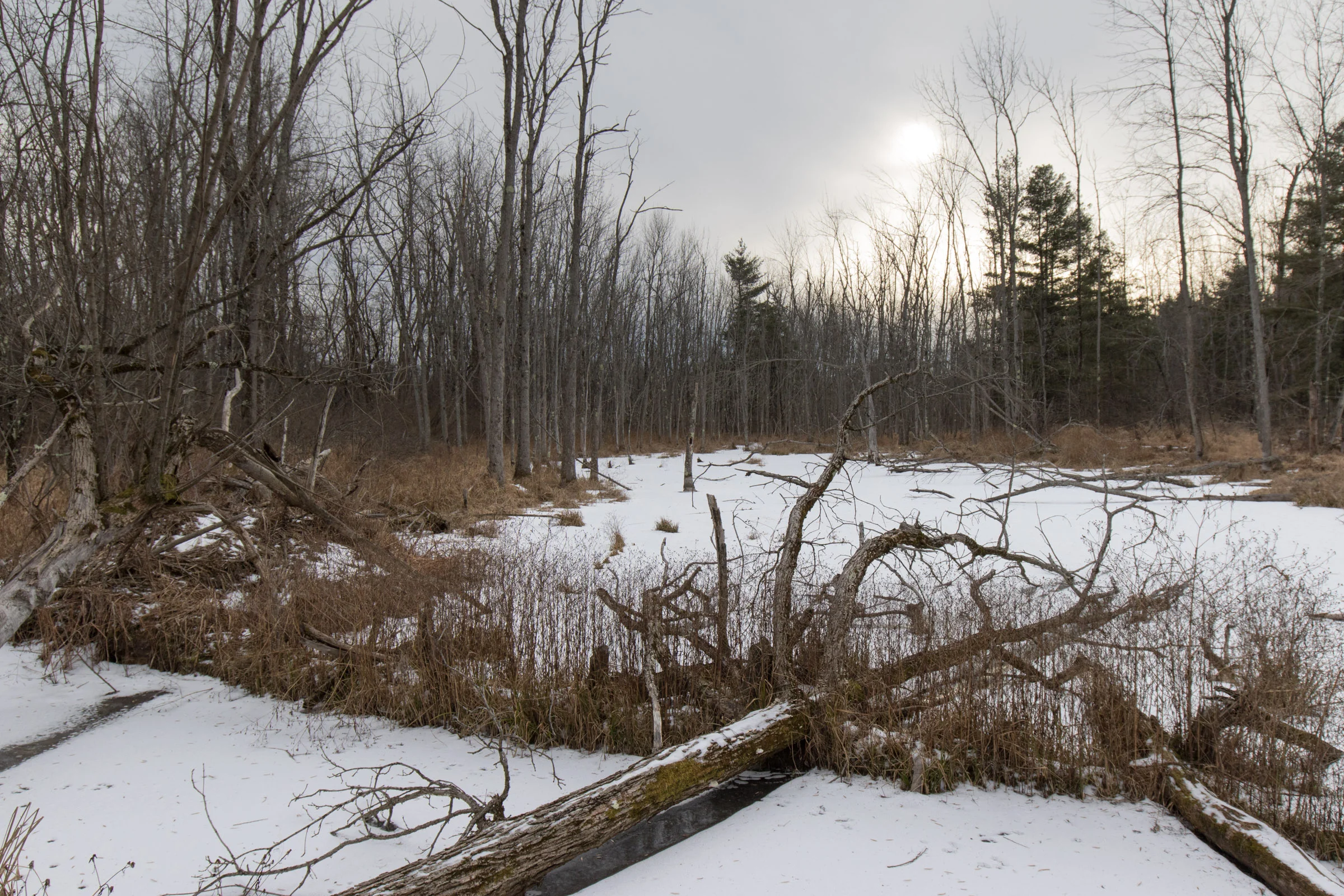 Saratoga Battlefield Swamp