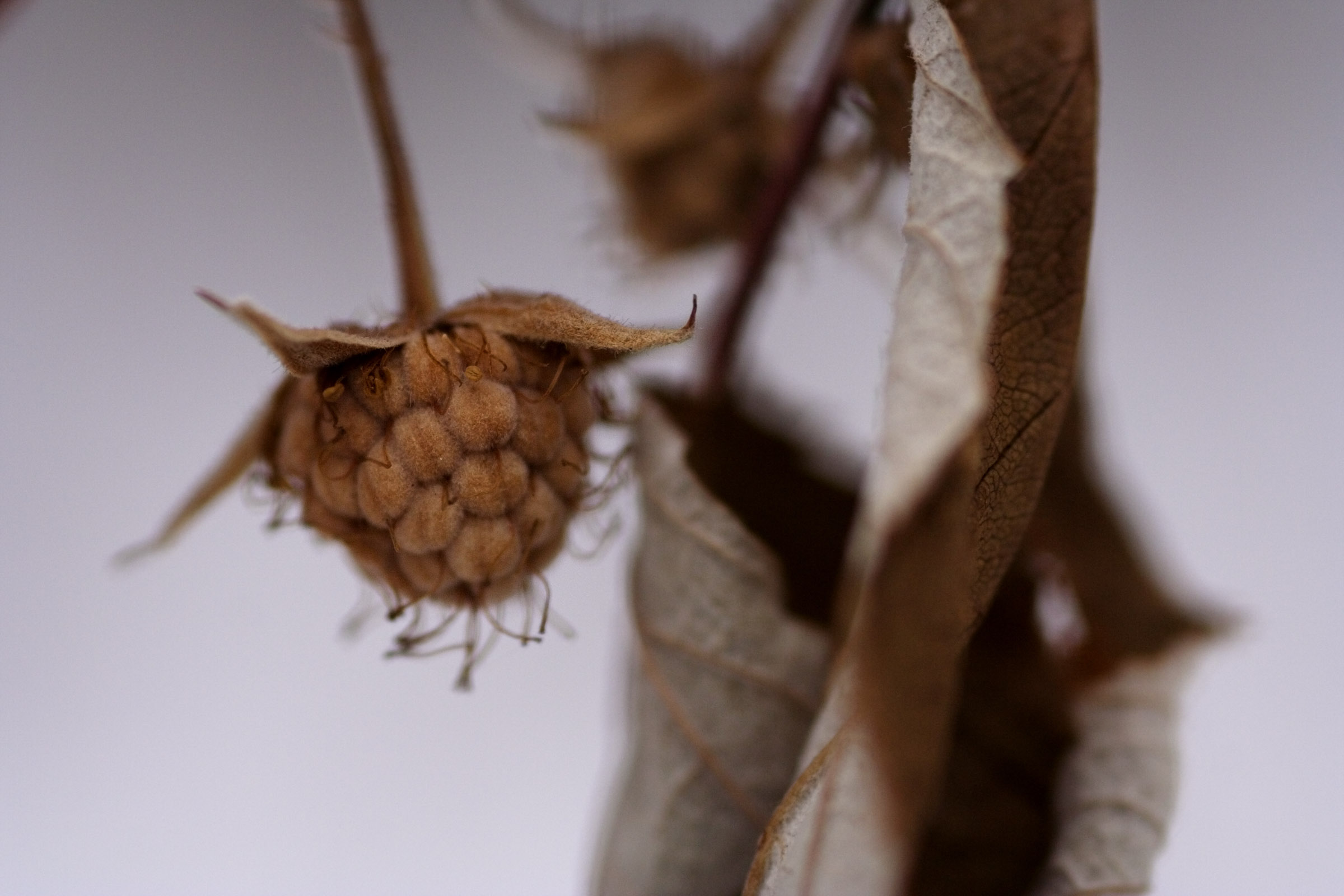 Winter Raspberry