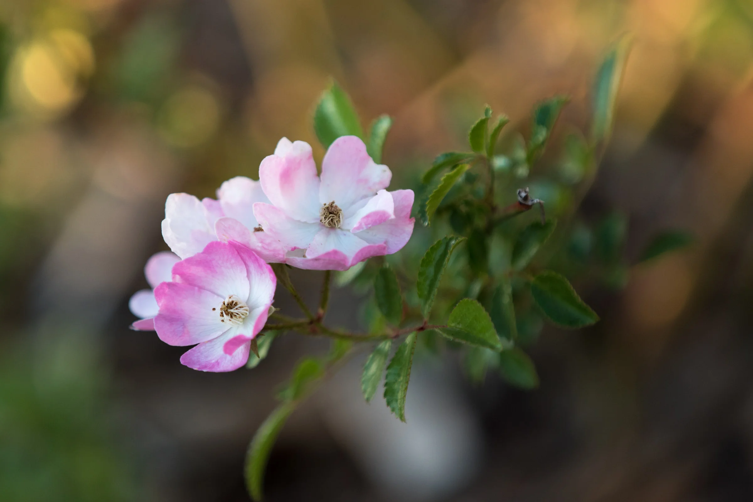 Napa Wildflower