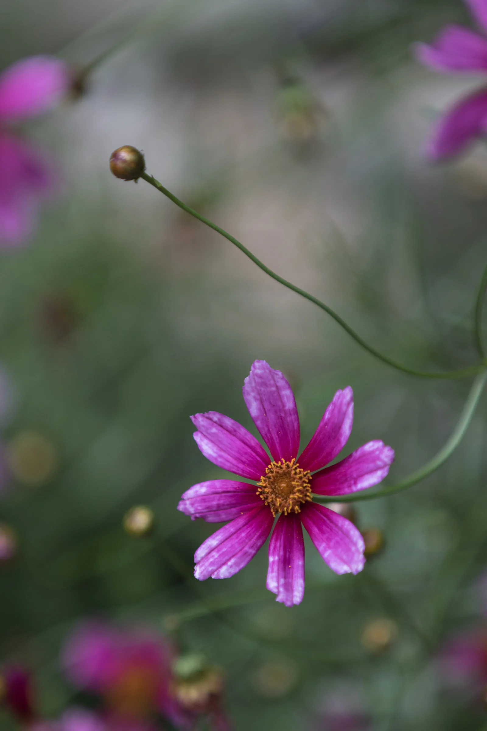 Cosmos