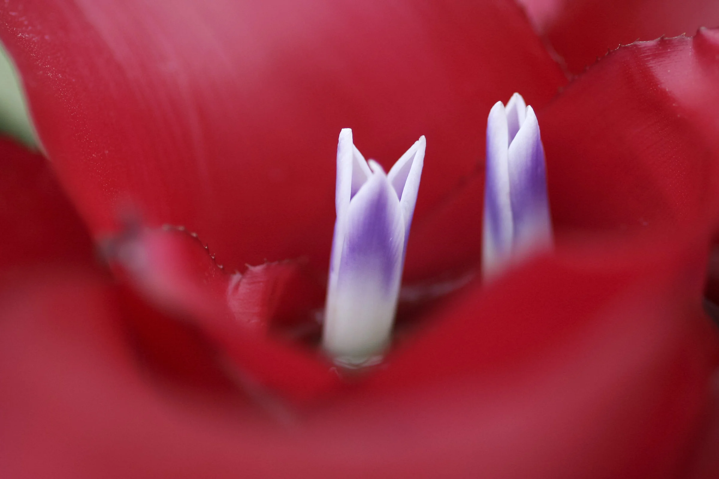 Neoregelia Carolinae
