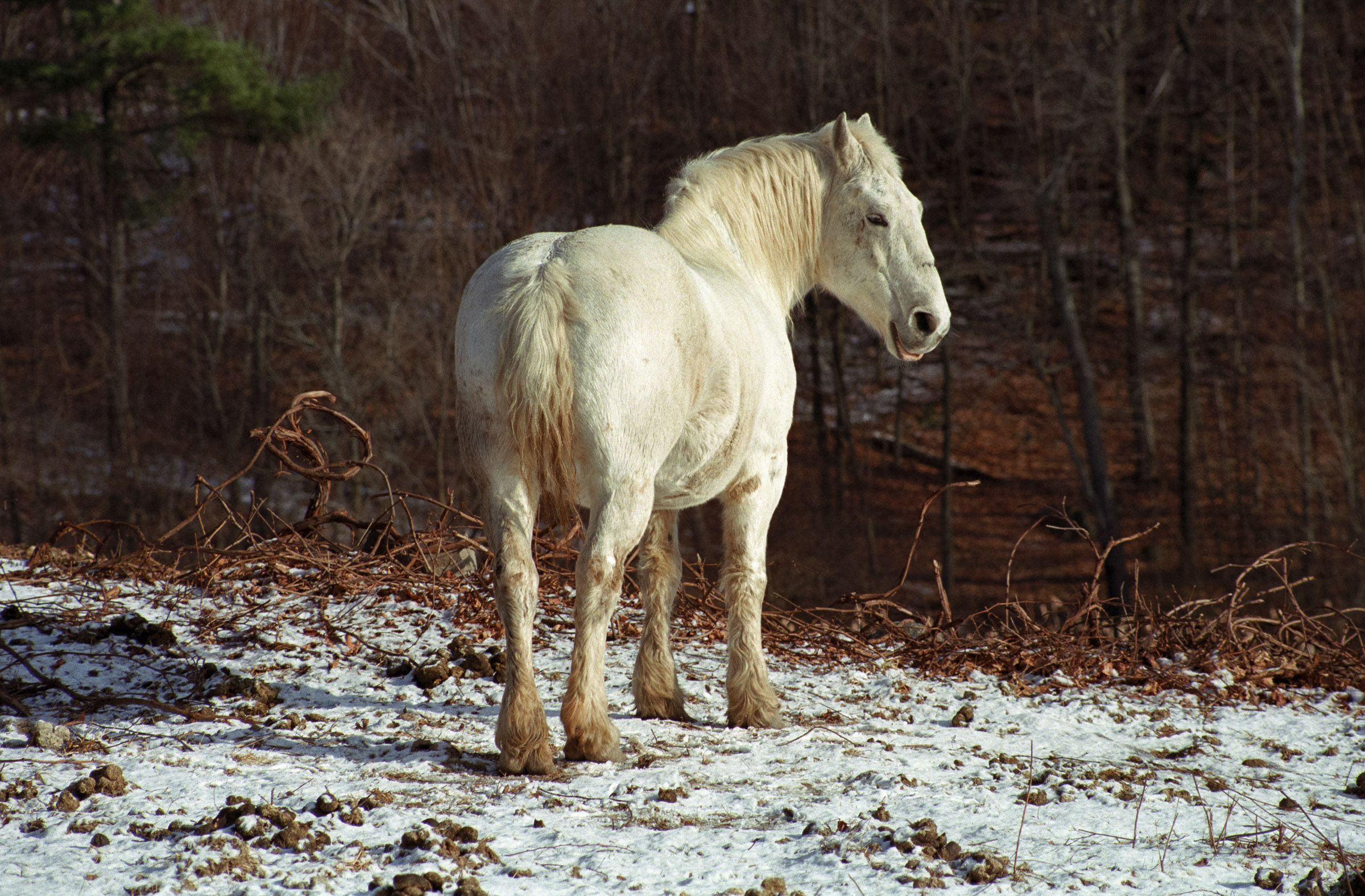 Snow Horse