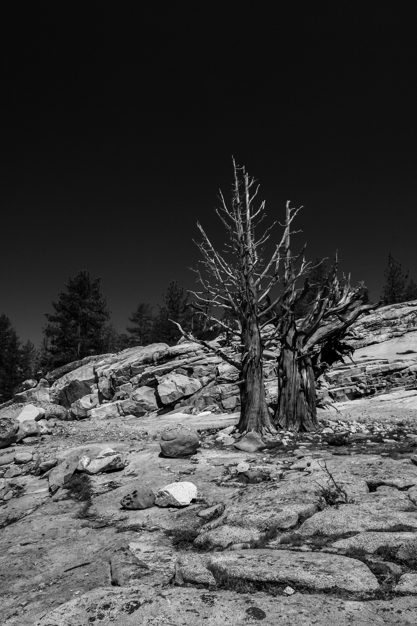 Western Juniper