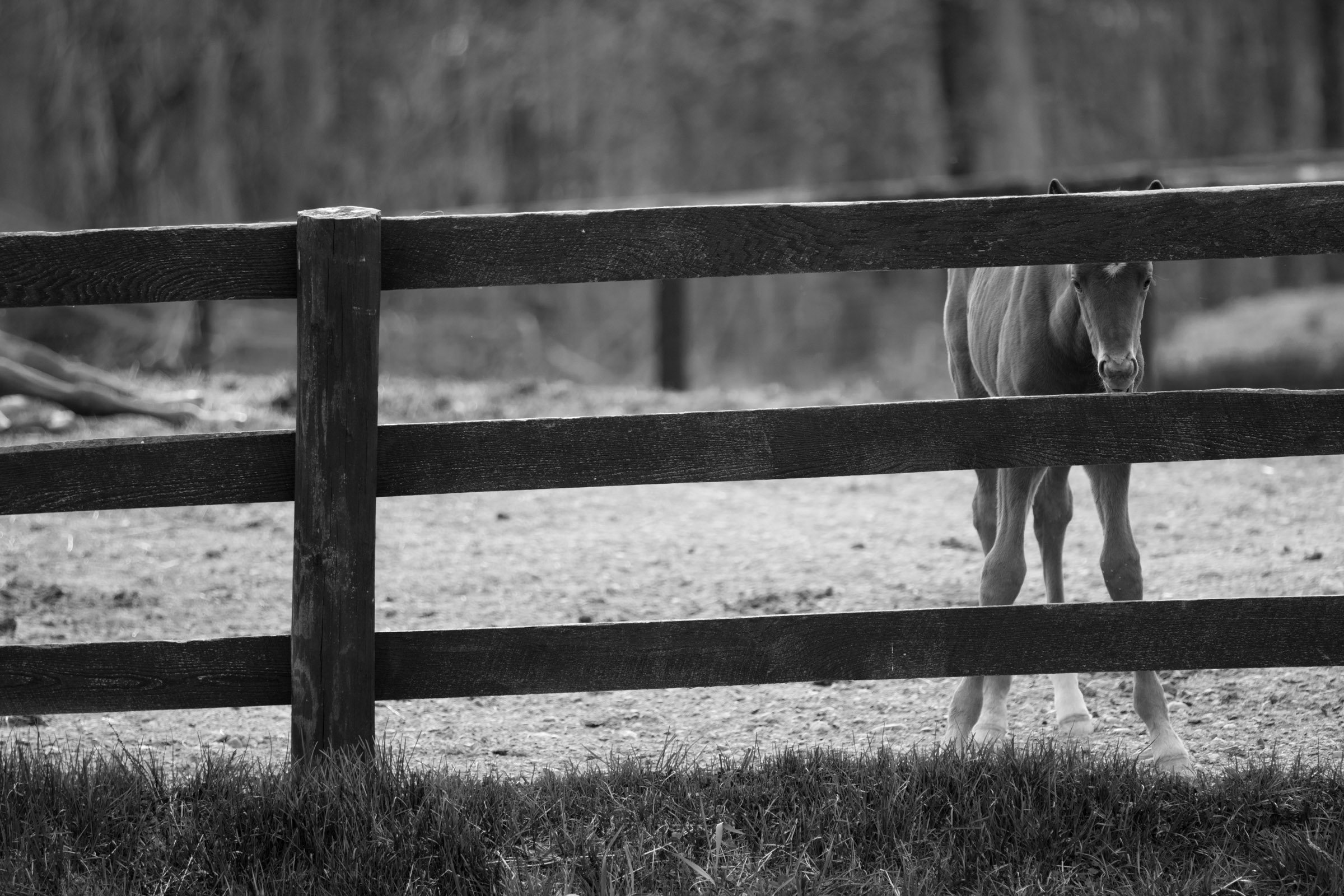 Young Foal