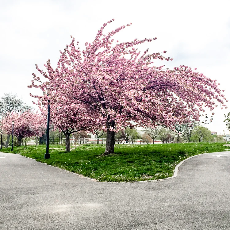 April 27, 2016. Rainey Park, Long Island City. 