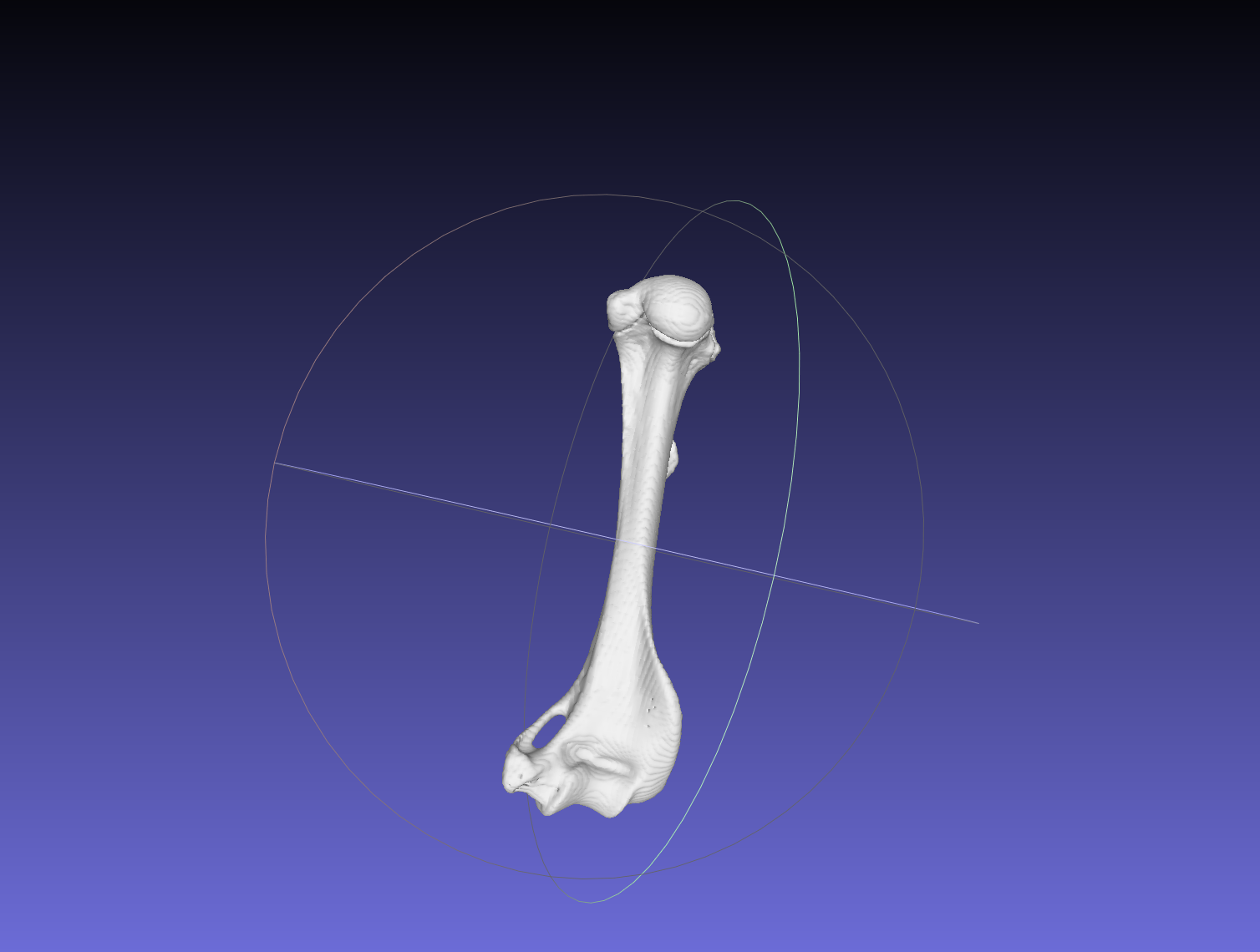 Reconstructed microCT scan of a desert kangaroo rat ( Dipodomys desert i) humerus