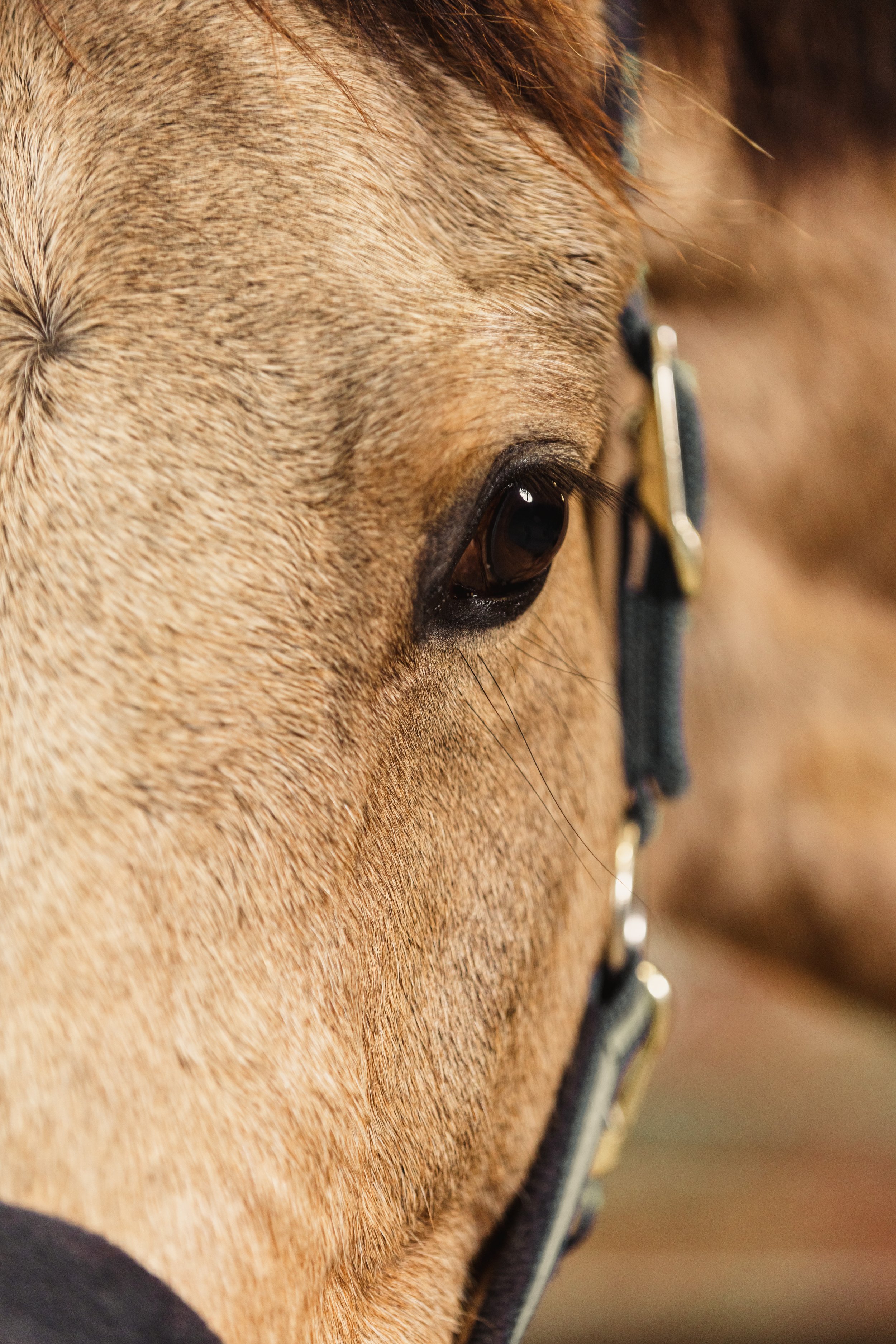 Farrier-17.jpg