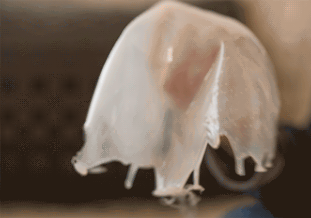 jellyfish.gif
