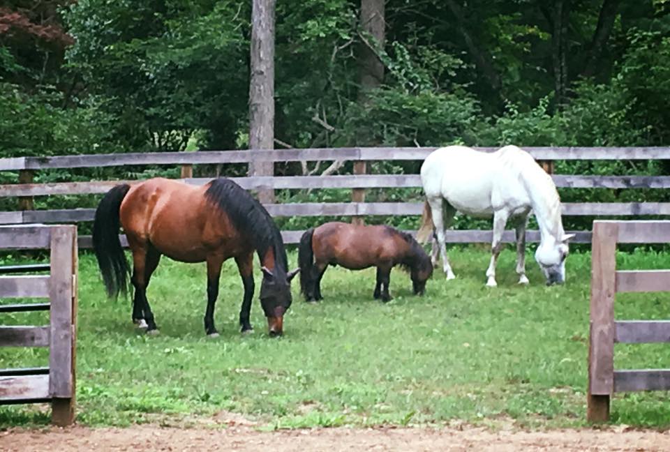 all 3 horses - pasture.jpg