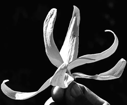 Flower from the Ylang-Ylang tree