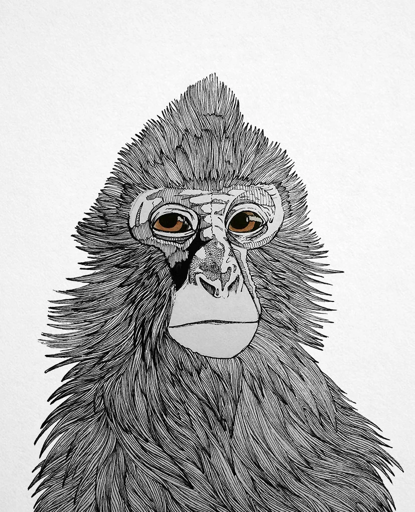 low res monkey .jpg