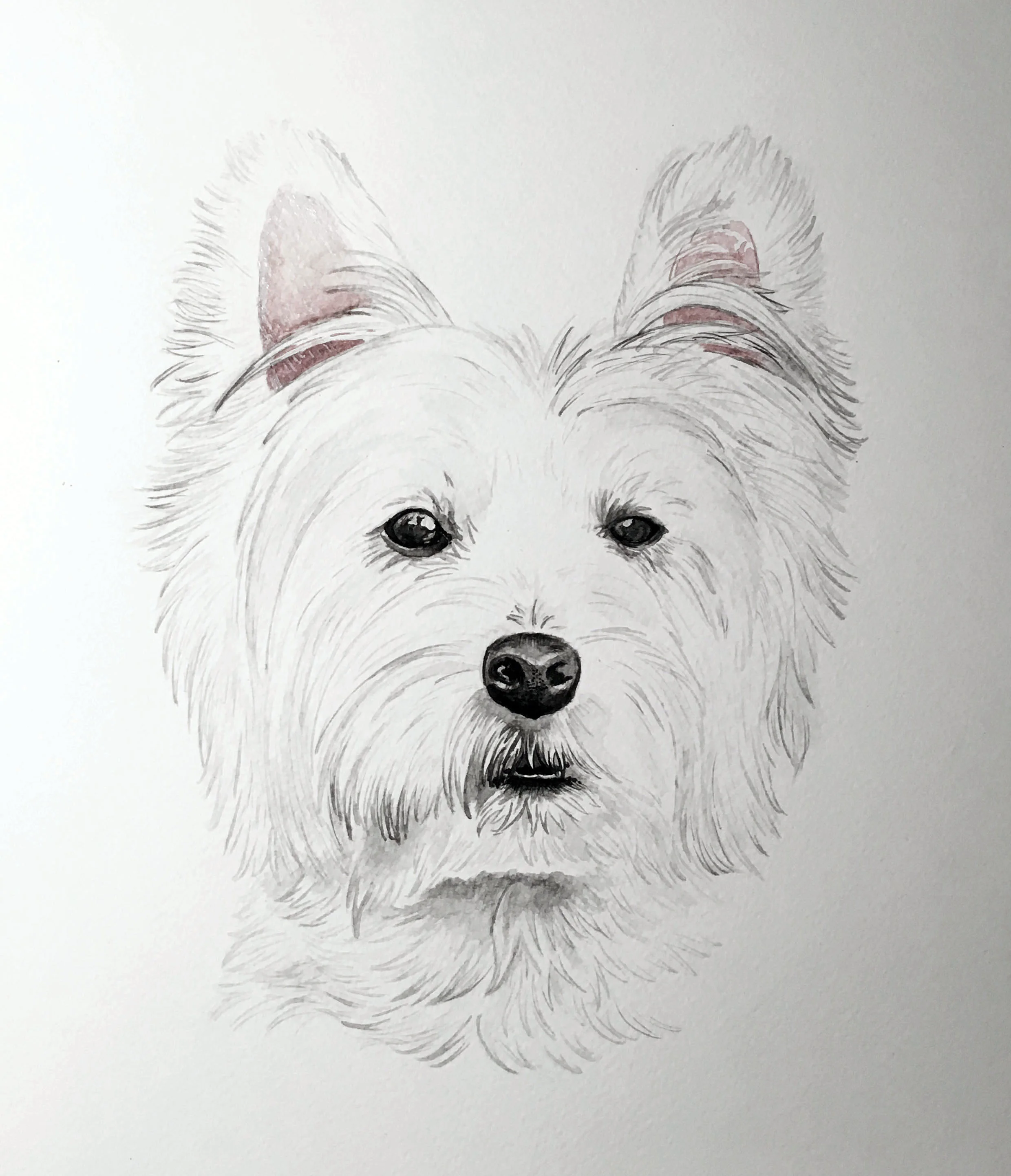 mary dog 669.jpg