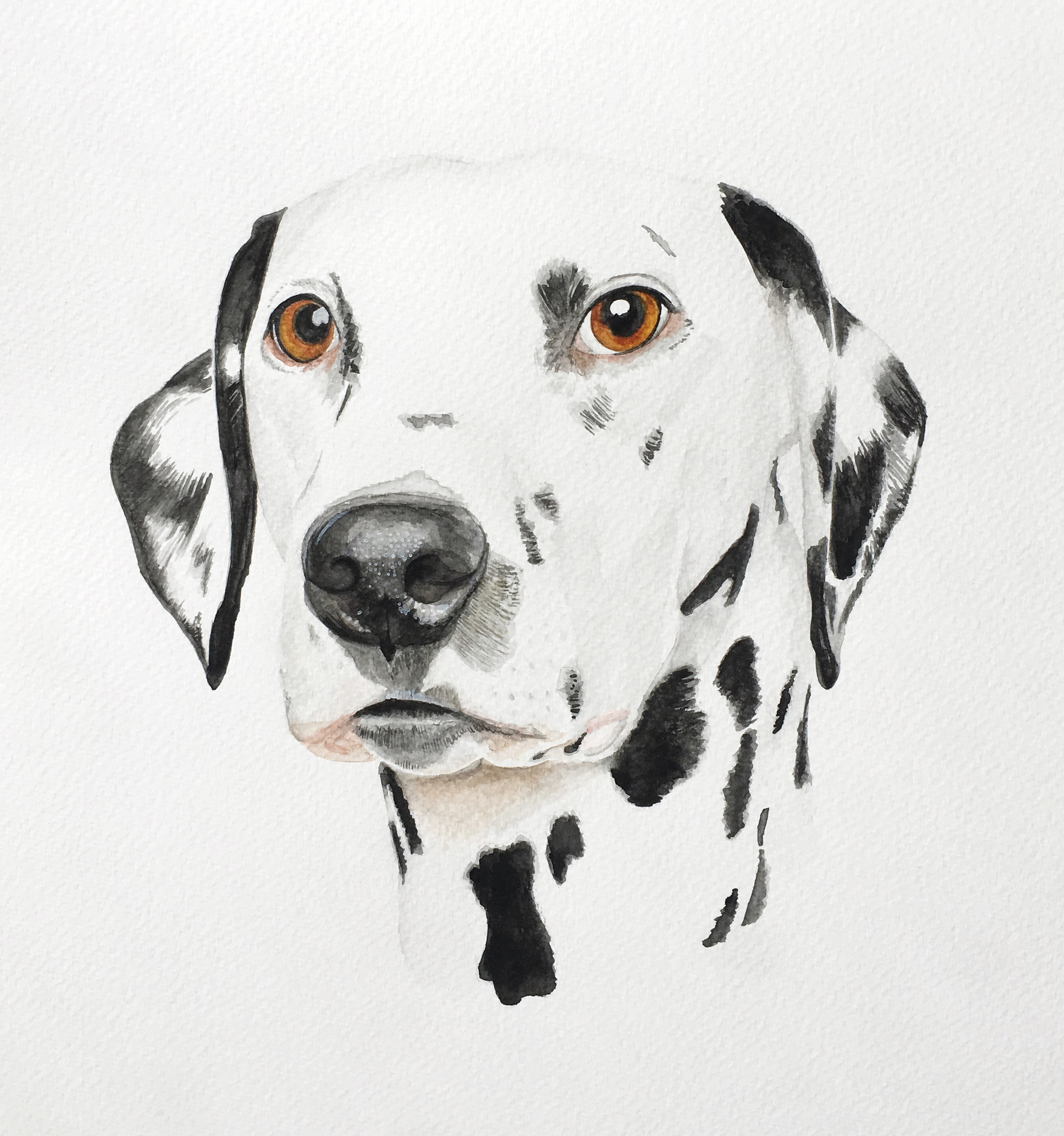 dalmation a4.jpg