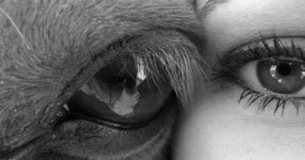 horsehumaneyeerikarobertshorsecoaching.jpg
